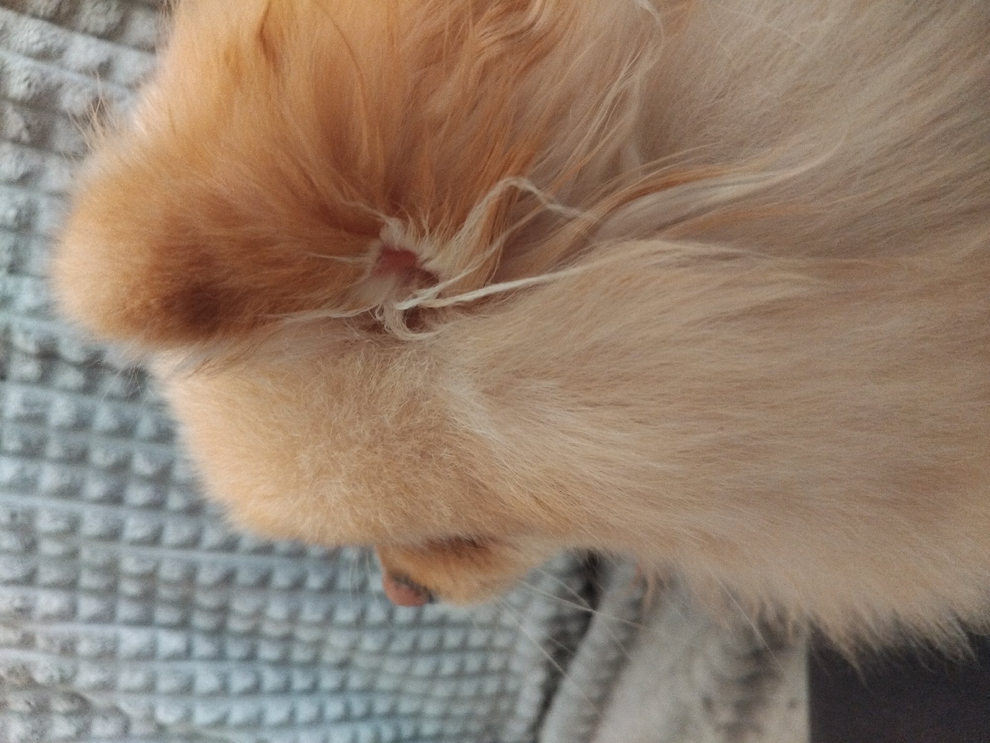 The image shows a close-up, overhead view of an orange-colored animal's fur, likely a cat or dog, resting on a textured gray blanket. The fur is fluffy and ranges in color from a light peach to a deeper orange-brown, with some lighter, wispy hairs visible. The animal's head is partially visible in the lower left of the frame, showing a pink nose and some of its snout. A small, red, slightly irritated patch of skin is visible near the base of the fur, possibly an ear or the back of the head. The animal appears to be relaxed and possibly sleeping, given its still posture and the soft lighting. The background is dominated by the textured gray blanket, which has a waffle-like pattern. There is no visible text in the image, and the time of day and weather are not discernible. The setting appears to be indoors, in a domestic environment.