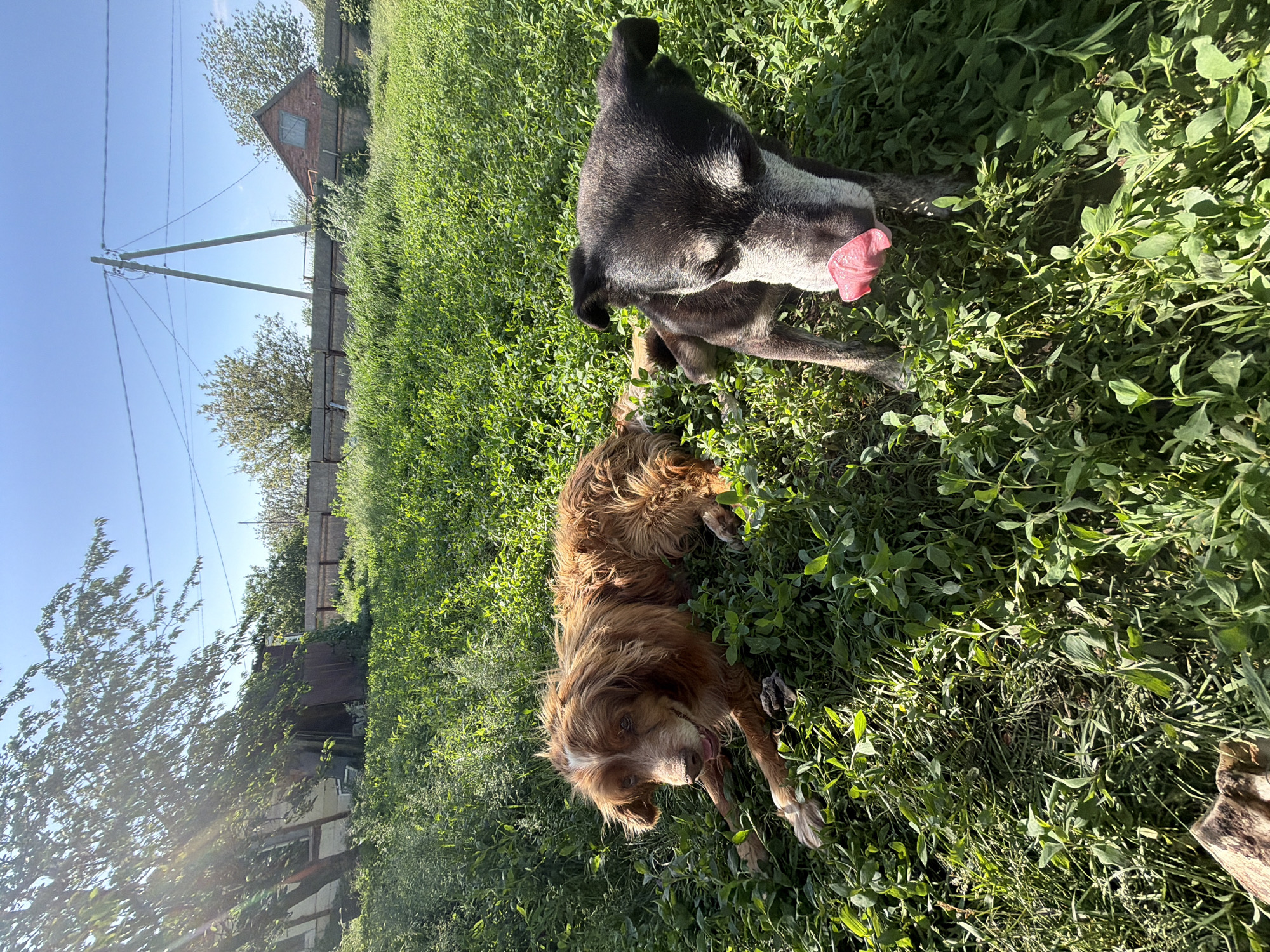 The image depicts two dogs resting on a grassy area. One dog is dark-colored with a grey muzzle and its tongue protruding. The other is brown, with long fur. The grass is tall and lush, interspersed with leafy plants. In the background, utility poles and a small building with a gable roof are visible, suggesting a rural or suburban setting. Based on the presence of Leningradskaya Oblast, Russia, the photo can be inferred to have been taken in the city of Leningradskaya.