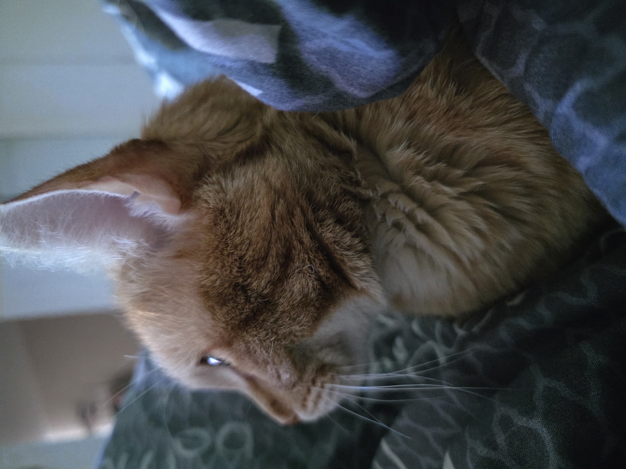 A close-up shot shows an orange cat partially concealed under a blanket. The cat's head is visible, with one ear prominently displayed. The blanket appears to be dark grey with a textured pattern. The scene is dimly lit, suggesting an indoor setting. The location in the city of Chaikovsky, Russia, is not evident from the image alone.