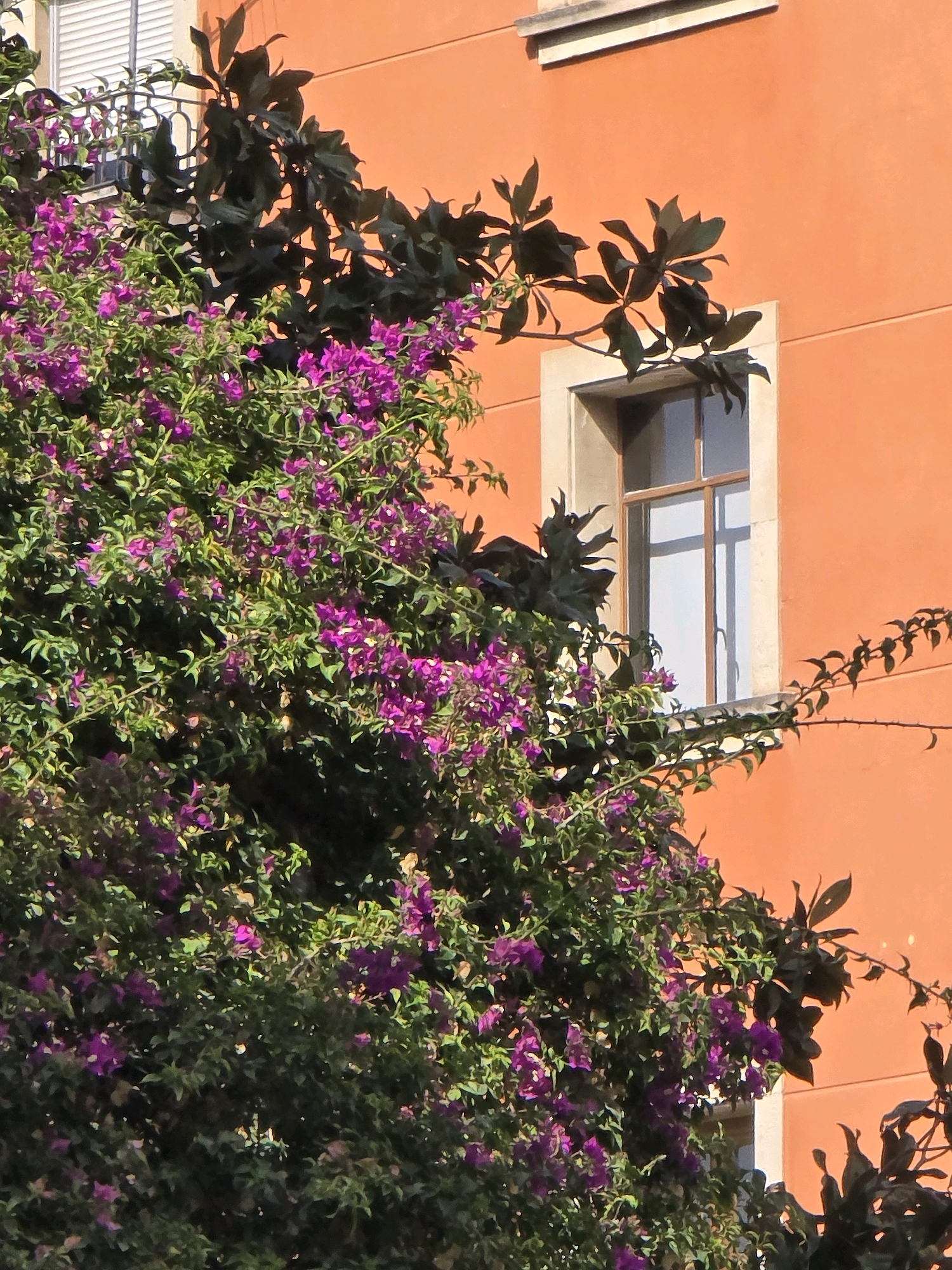 A close-up, eye-level shot captures the exterior of a building with an orange-colored stucco wall. To the left, a lush bougainvillea plant with vibrant purple flowers and green leaves cascades down, partially obscuring a wrought-iron balcony railing. A single window with a light-colored frame and a grid pattern is visible on the orange wall, reflecting a bright sky. A branch with dark, large leaves extends from the top left towards the window. A thorny branch with small leaves is visible to the right of the window, also on the orange wall. The image is set in the city of Jaén, Spain.