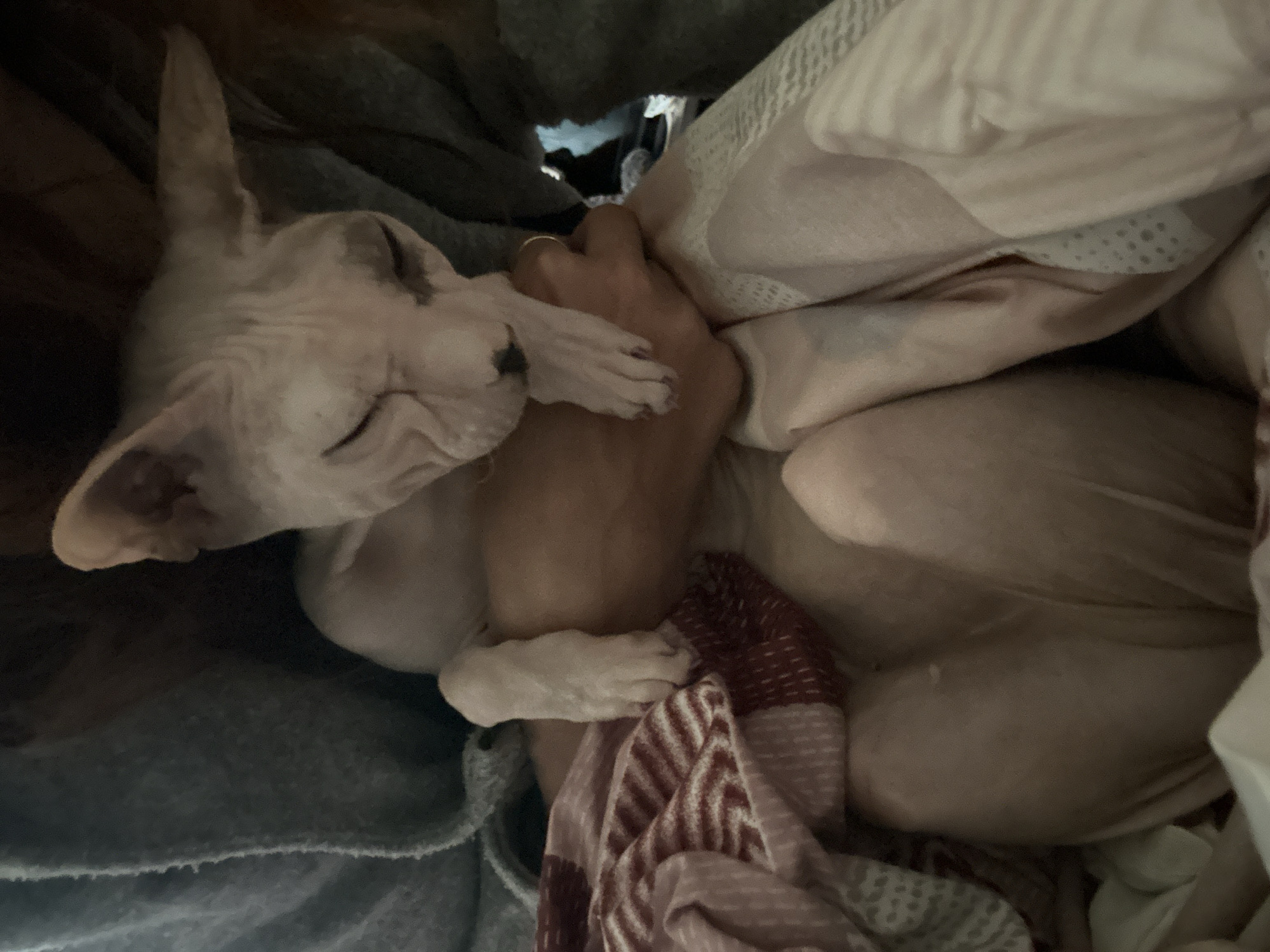 A close-up, overhead view shows a hairless cat sleeping nestled among blankets. The cat, light pinkish-white in color, is curled up, its eyes closed and its face relaxed. One of its front paws is resting on a person's hand, which is partially visible. The hand wears a simple gold ring on one finger. The blankets are a mix of textures and patterns, including a striped blanket in shades of red, white, and pink, and a soft, pale pink patterned blanket. The scene appears to be indoors, likely in a bedroom, given the presence of blankets and the cozy, sleeping atmosphere. The lighting is dim, suggesting it might be nighttime or a dimly lit room. The overall impression is one of comfort, warmth, and a close bond between the cat and the unseen person. There is no visible text in the image. The location context of Togliatti, Russia does not provide any further cues visible within the image itself.