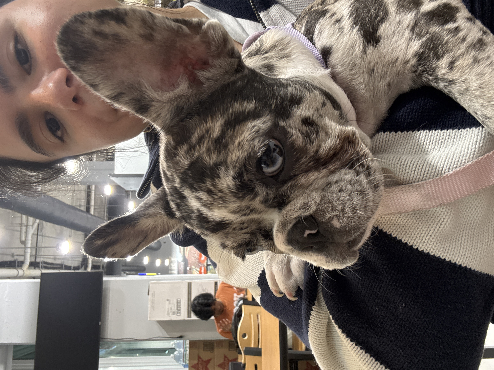 The image depicts a close-up of a person holding a merle French Bulldog puppy. The puppy has a light-colored, mottled coat with dark spots and one of its ears is turned inside out. The person is wearing a striped sweater and the puppy is wearing a purple collar with a pink lead. The background is a brightly lit indoor space with a person in an orange shirt sitting at a table, boxes, and other office-like equipment. Based on the presence of boxes, interior design, and general aesthetic, it is most likely the photo was taken at a store in Austin, Texas, United States.