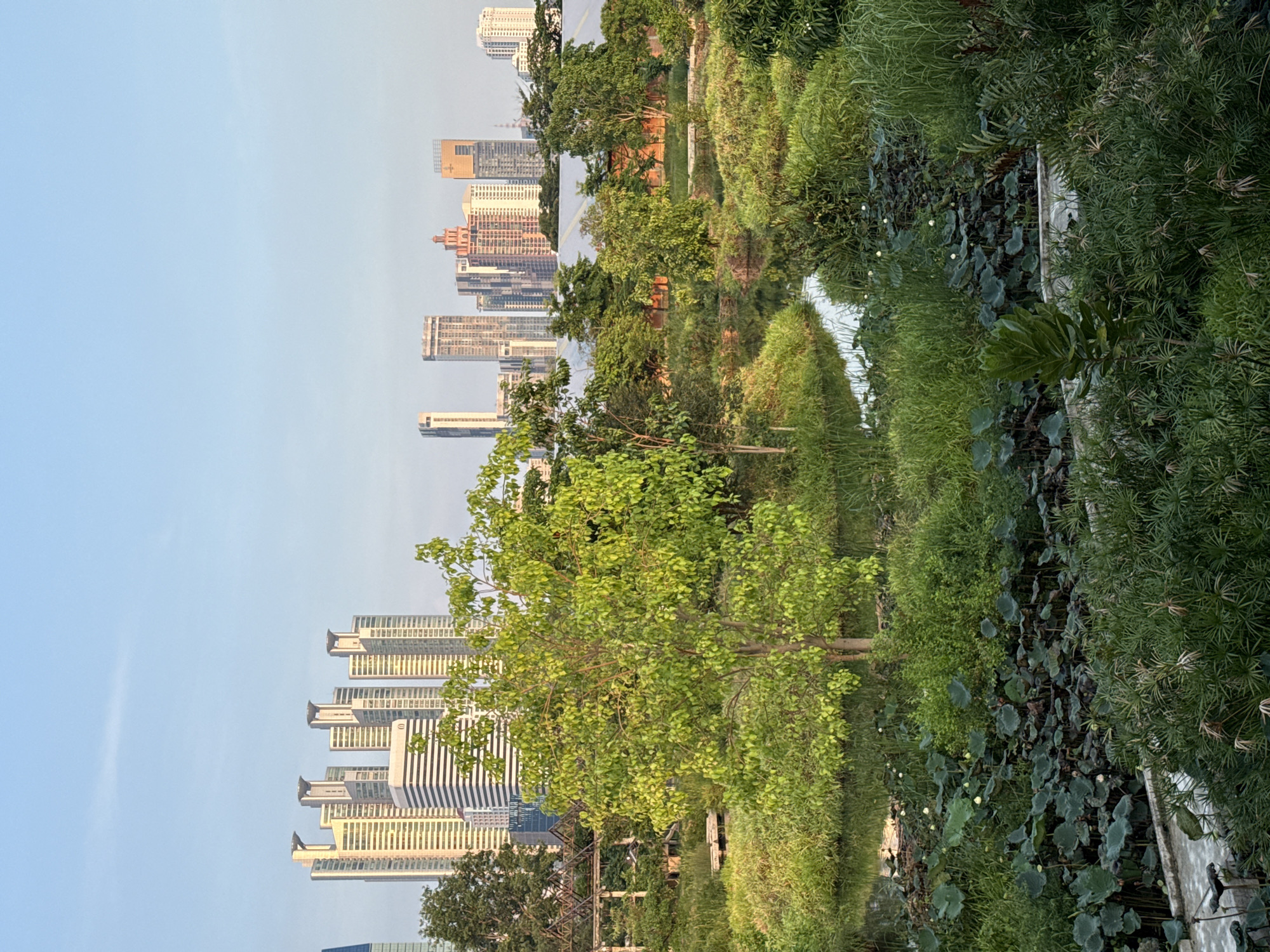 The image shows a cityscape of Bangkok, Thailand, visible behind lush greenery. Tall buildings and skyscrapers form the backdrop, contrasting with the natural environment in the foreground. The foreground features a canal or pond with aquatic plants, possibly lotus leaves, and various types of vegetation. The sky is clear and pale blue, indicating daylight.