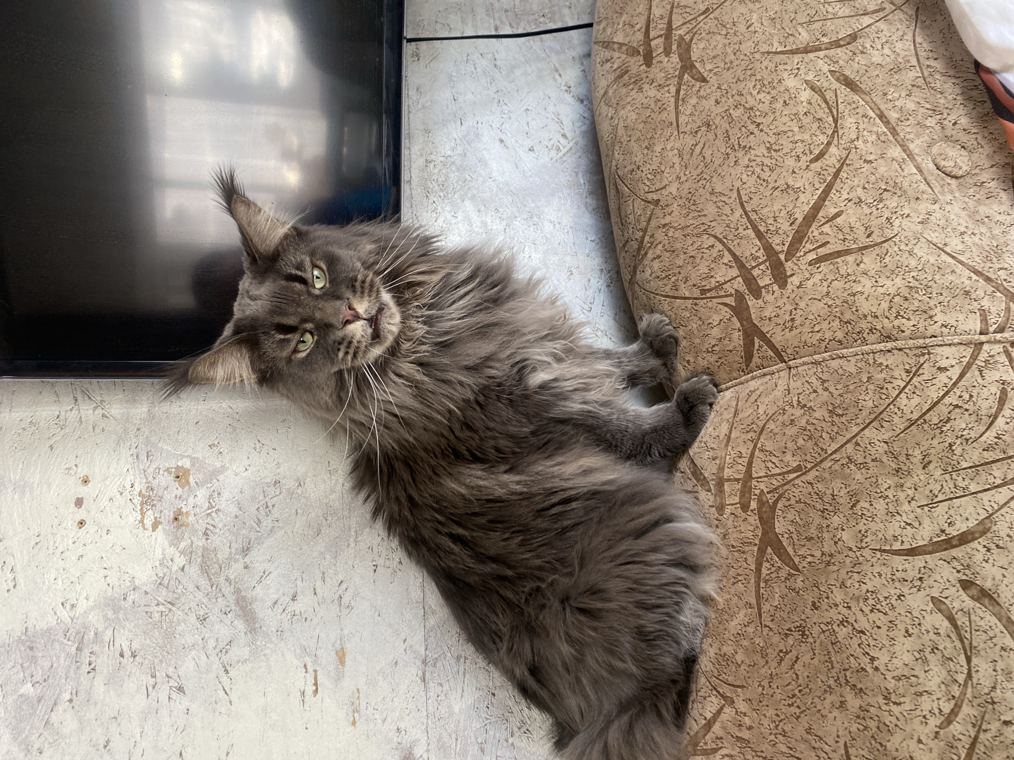 A medium, full shot shows a grey Maine Coon cat reclining next to a television and a textured, brown sofa. The cat is lying on a speckled, white floor. The cat is looking upwards with green eyes and white whiskers. The cat has long ear tufts. The location appears to be indoors, likely in a residential setting in Unknown, Unknown. The cat's pose suggests relaxation or contentment.