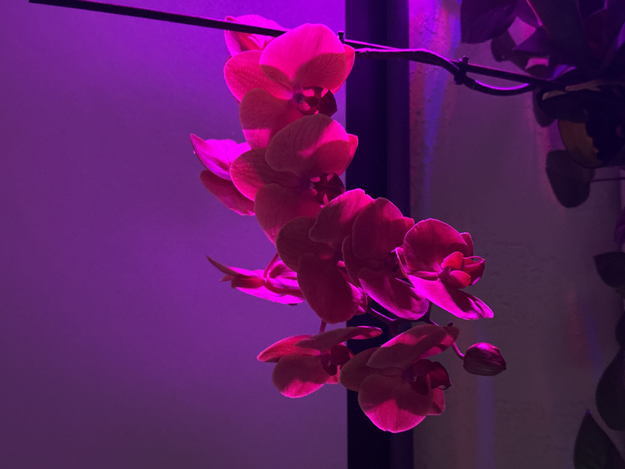A low-light, close-up shot reveals a cascading spray of pink orchids illuminated by a purple light source. The flowers are in various stages of bloom, some fully open and others still budding. A dark, linear structure, possibly a support for the plant, cuts across the top of the frame. Behind the orchids, a blurred background suggests a wall, partly lit with the same purple hue. The location in Rostov-on-Don, Russia is not visually supported by the image.