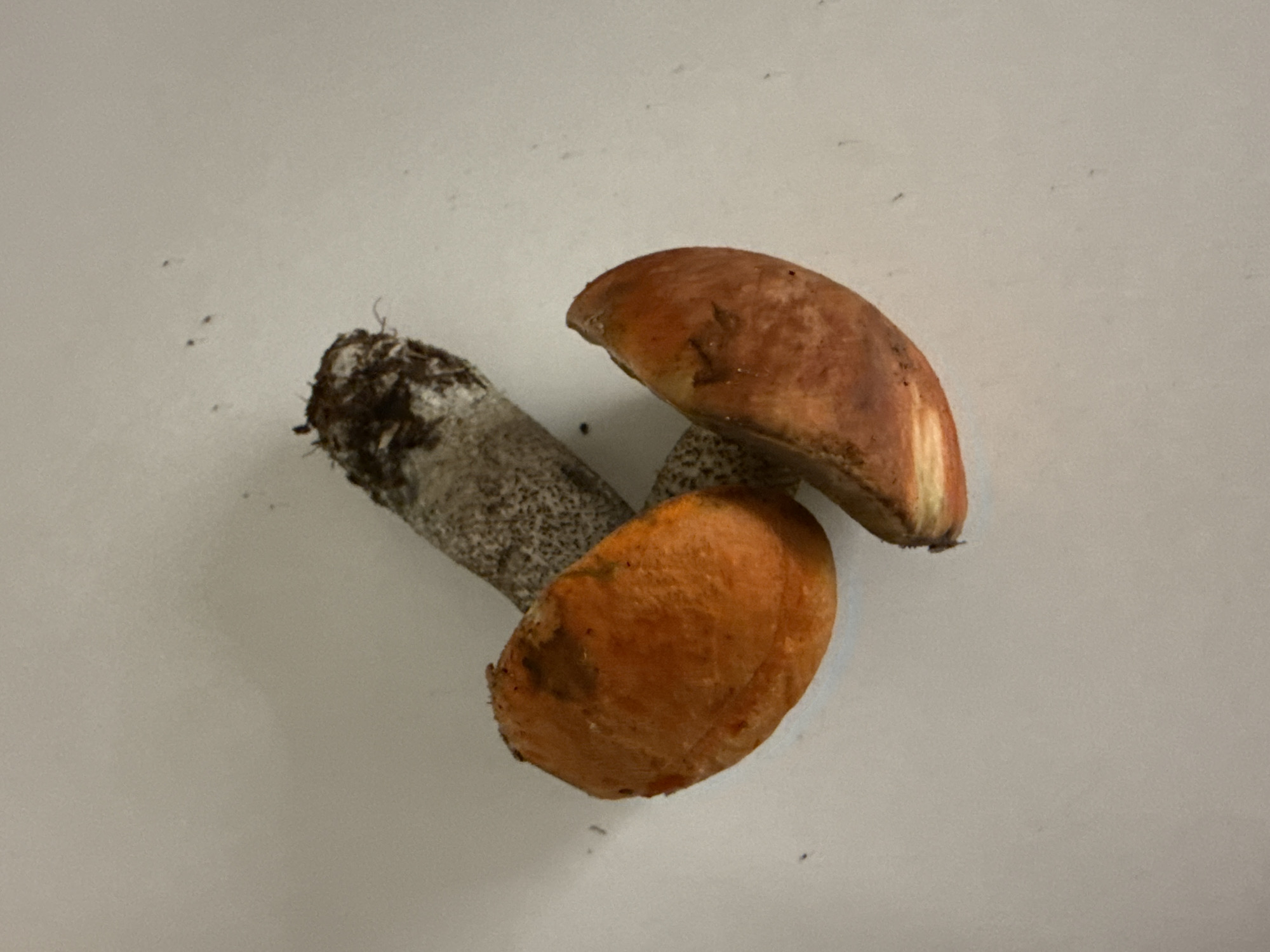 The image is a top-down, close-up shot of three mushrooms on a plain white surface, possibly a table. The mushrooms are arranged in a cluster. One mushroom is mostly intact, with a pale, speckled stem and a vibrant orange cap. Two other mushrooms appear to be parts of a cap or smaller whole mushrooms, also with orange coloration. The surface is smooth and shows no discernible features or textures that would indicate a specific location in Vologda, Russia, or any other urban setting. The lighting is somewhat harsh, creating faint shadows. The focus is on the mushrooms, which are the sole subjects in the image.