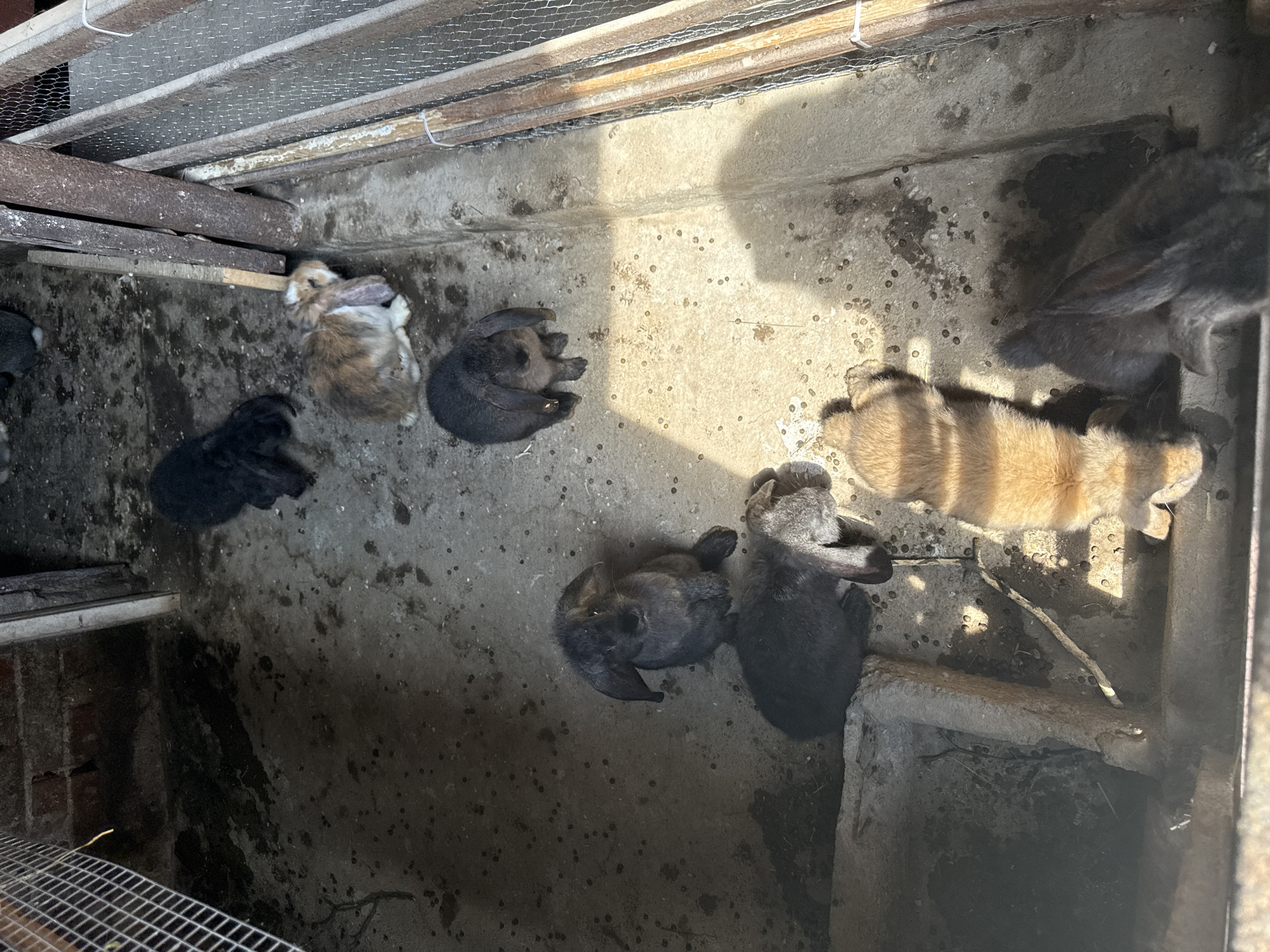 In Govedare, Bulgaria, a top-down perspective captures a group of seven rabbits in a confined, outdoor enclosure. The enclosure's ground is a rough, concrete surface speckled with small, dark droppings and darker, wet patches. To the left, a section of wire mesh cage is visible, with brickwork behind it. The enclosure is bordered by wooden posts and wire mesh fencing.
The rabbits are varied in color and posture. One black rabbit is positioned in the upper left quadrant of the image. Below it, a medium-sized brown and white lop-eared rabbit is sitting. A dark grey lop-eared rabbit is in the center left, facing left, with another dark grey rabbit partially obscured beneath it. Further to the right, a dark grey rabbit with prominent lop ears is standing and facing forward. In the lower center, a ginger-colored rabbit is visible from the back, lying down. To the right of the ginger rabbit, a dark grey rabbit with its head turned away is partially in view. The scene is illuminated by sunlight, casting distinct shadows across the ground.