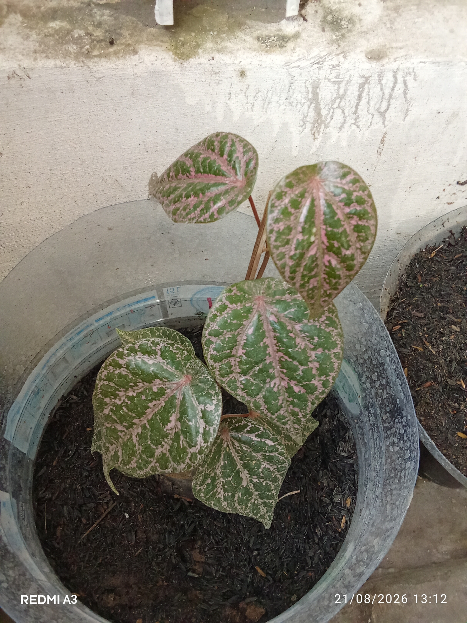 The image shows a close-up, high-angle view of a potted plant with distinctive green leaves patterned with pink veins. The plant is in a clear plastic pot filled with dark soil and organic matter. The pot is situated on a textured, light-colored surface, possibly a wall or pavement, with some green algae or mold present. To the right of the main pot, another pot filled with similar dark soil is partially visible. The background consists of a concrete wall with some markings and what appears to be a vertical white object, possibly a pipe or a ledge. The lower right corner of the image displays a timestamp: "21/08/2026 13:12", and in the lower left corner, "REDMI A3". The scene appears to be outdoors. The location of Banaran, Indonesia is not directly evident in the image.