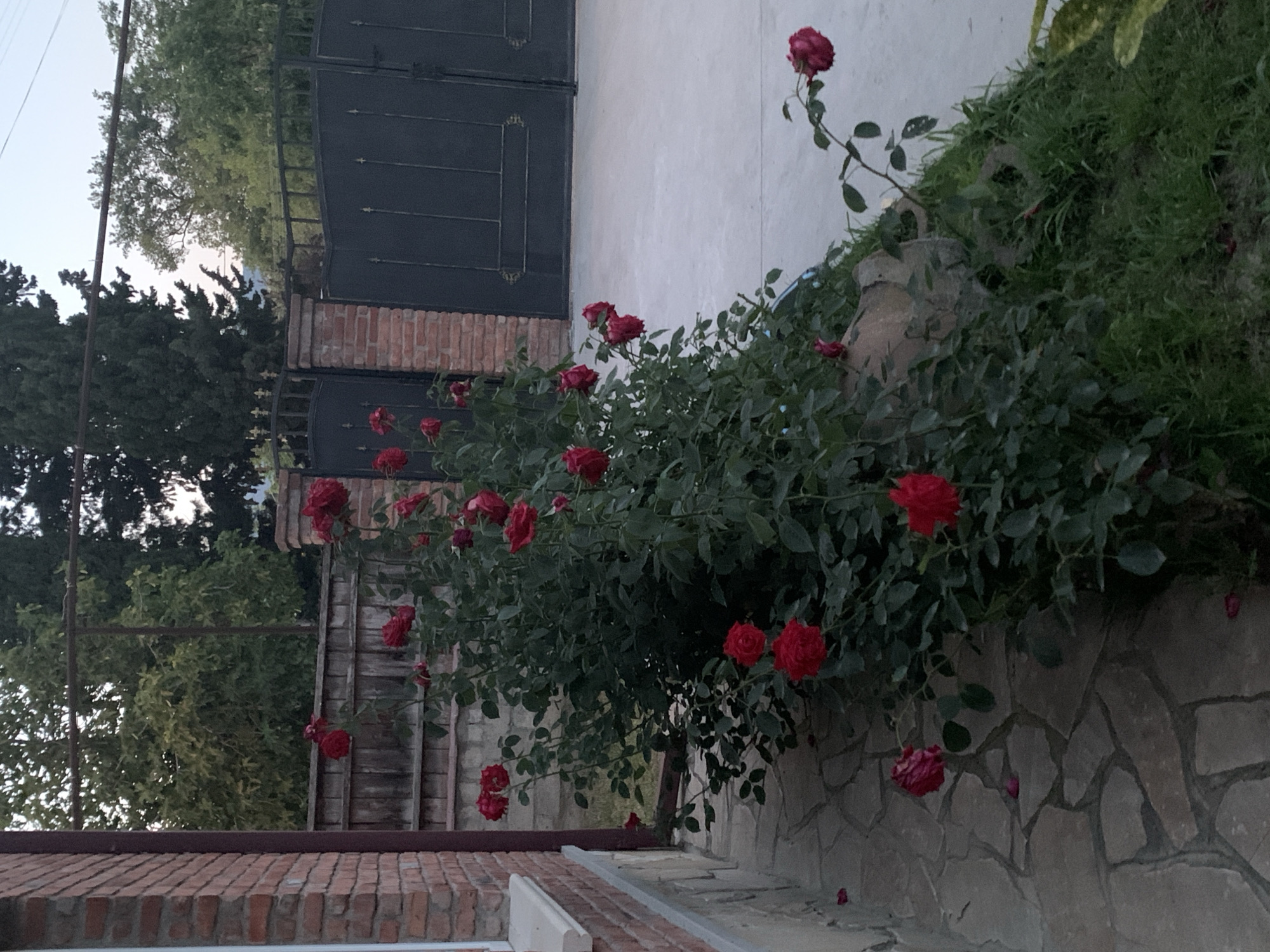 This image depicts an outdoor scene with a lush rose bush in the foreground, adorned with numerous red blooms. To the left, a brick building with a white window sill and a light-colored stone foundation is visible. A pathway made of irregular flagstones extends from the building towards the rose bush. In the background, a wooden fence separates the property from a paved area where a large, dark metal gate is situated. The gate is flanked by brick pillars. Green trees are visible beyond the fence and gate, with a pale sky overhead, suggesting it is either early morning or late evening. The location is identified as Unknown, Unknown.