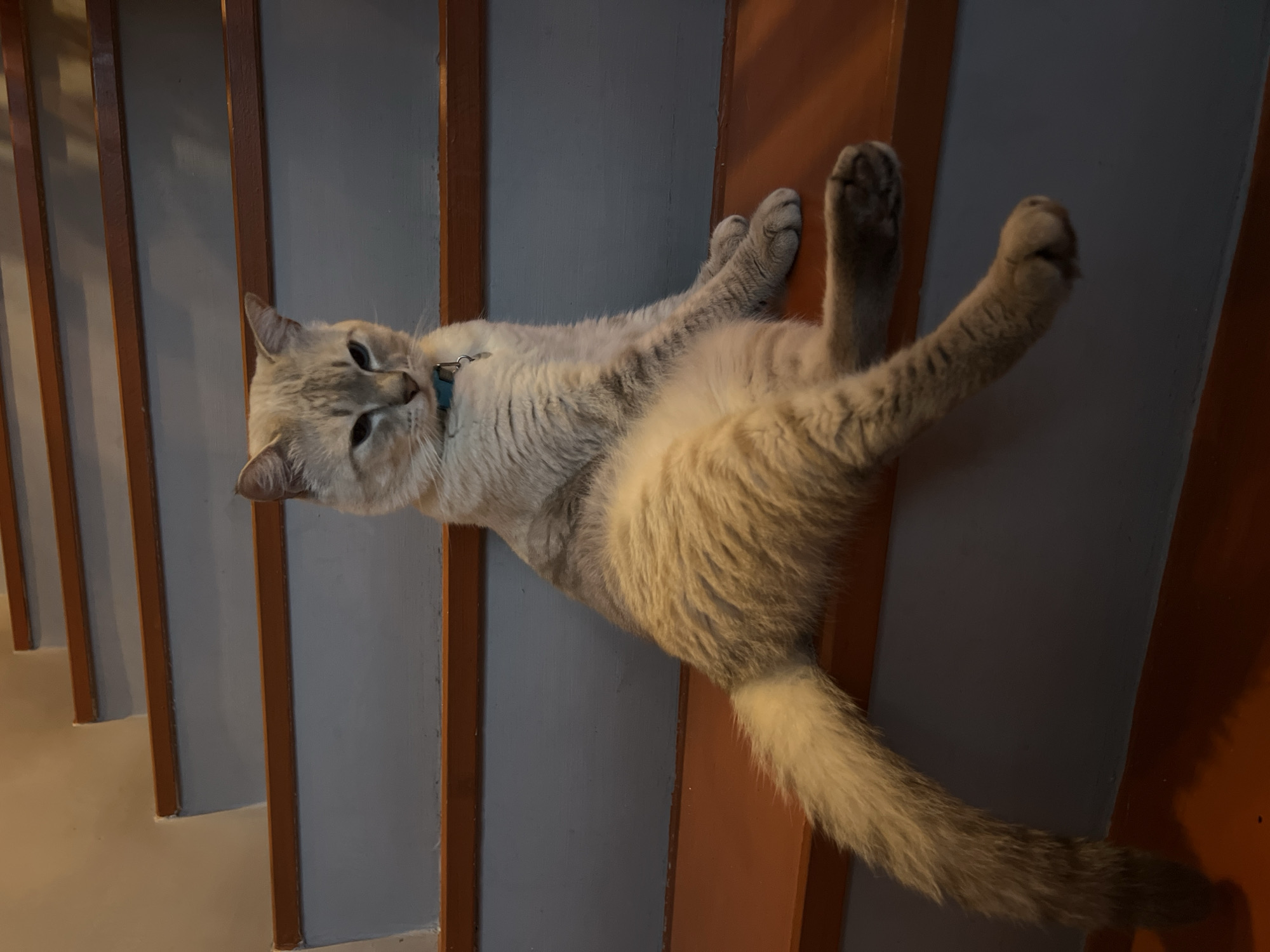 A light-colored tabby cat with blue eyes is lying on its back on a staircase. The cat has a blue collar around its neck. The staircase has gray treads and wooden risers and stringers.