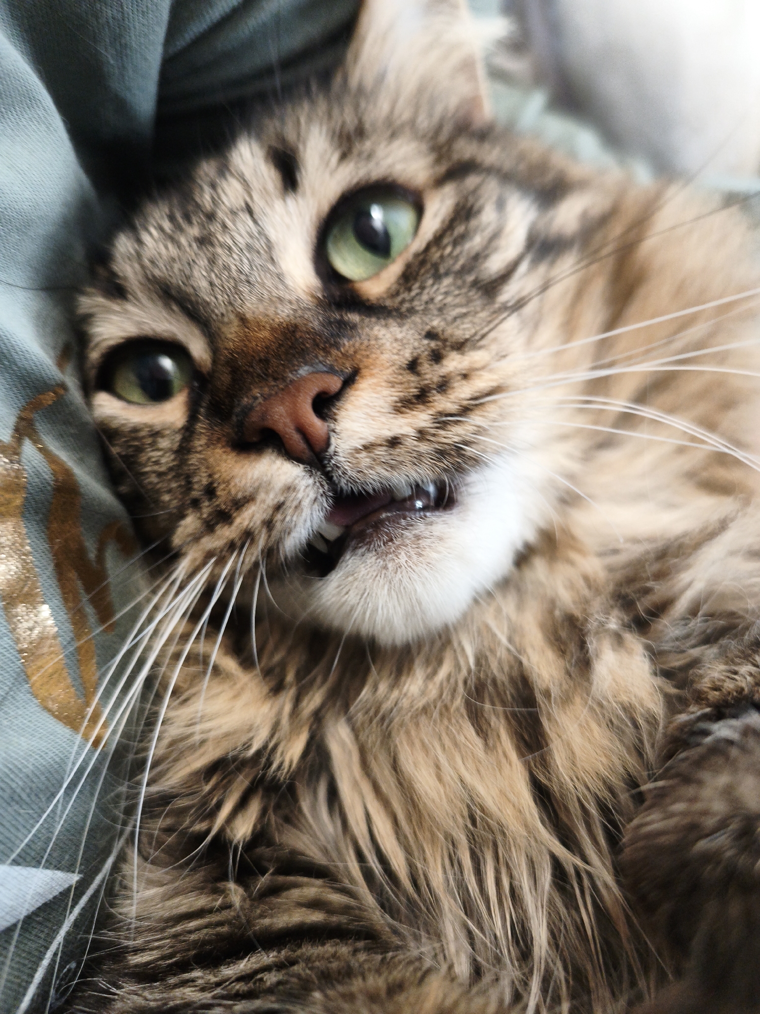 A close-up, eye-level, indoor shot shows a tabby cat with green eyes and brown and black fur. The cat is lying on a light blue fabric with gold patterns. The cat's mouth is slightly open, revealing its teeth. The cat's whiskers are long and white. The background is blurred.