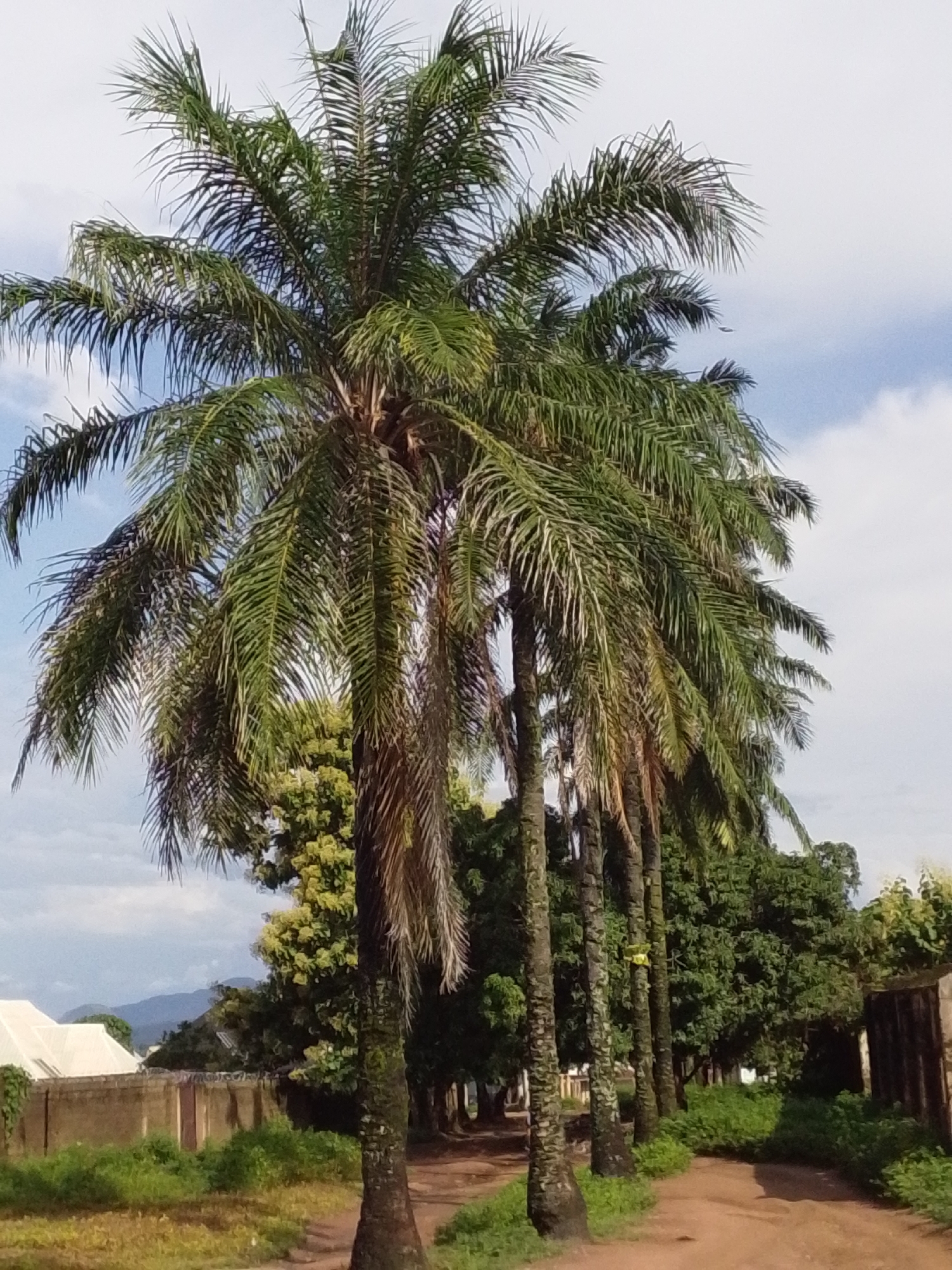 The image depicts a street scene in Serti, Nigeria, characterized by a row of tall palm trees lining a dirt path. The sky is partly cloudy, with visible blue sky and white clouds. The palm trees, with their long, frond-like leaves, dominate the foreground and midground. Behind the palm trees, to the left, a light-colored roof structure with a white facade is visible, adjacent to a low, concrete wall topped with metal fencing. Further in the background, there are other trees and foliage, with distant mountains or hills forming a hazy backdrop. To the right of the path, more trees and some sort of wall or structure are present. The overall impression is one of a semi-urban or rural environment with abundant vegetation.