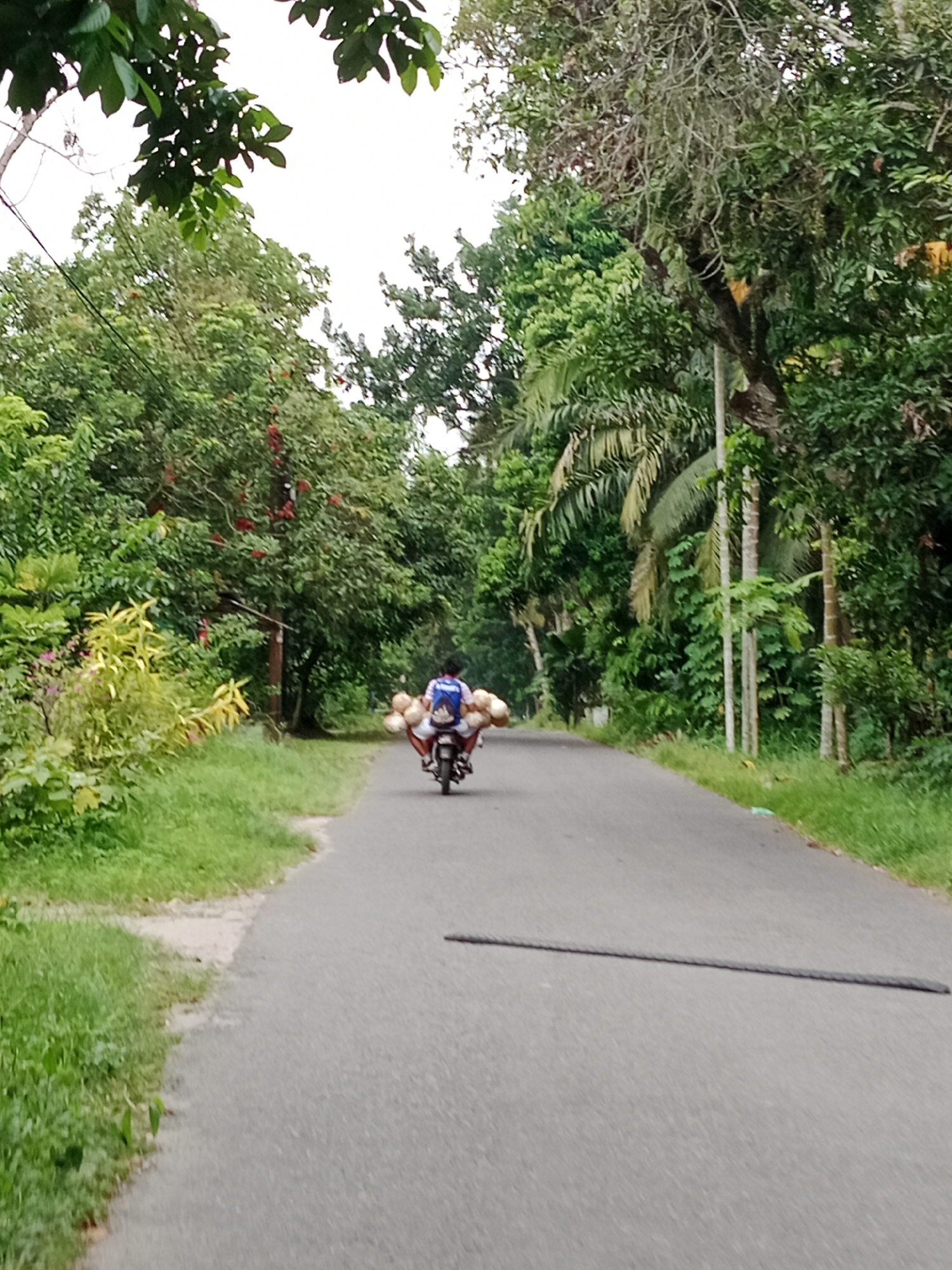 A person rides a motorcycle down a paved road lined with lush green trees and vegetation. The rider, seen from behind, is wearing a blue and white shirt and a backpack. They are carrying a large load of coconuts secured to the back of the motorcycle. The road is asphalt and appears to be in good condition, with a grassy shoulder on either side. The sky is overcast. The scene suggests a rural or semi-rural setting, possibly in the outskirts of the City of Binjai, Indonesia, given the tropical foliage.
