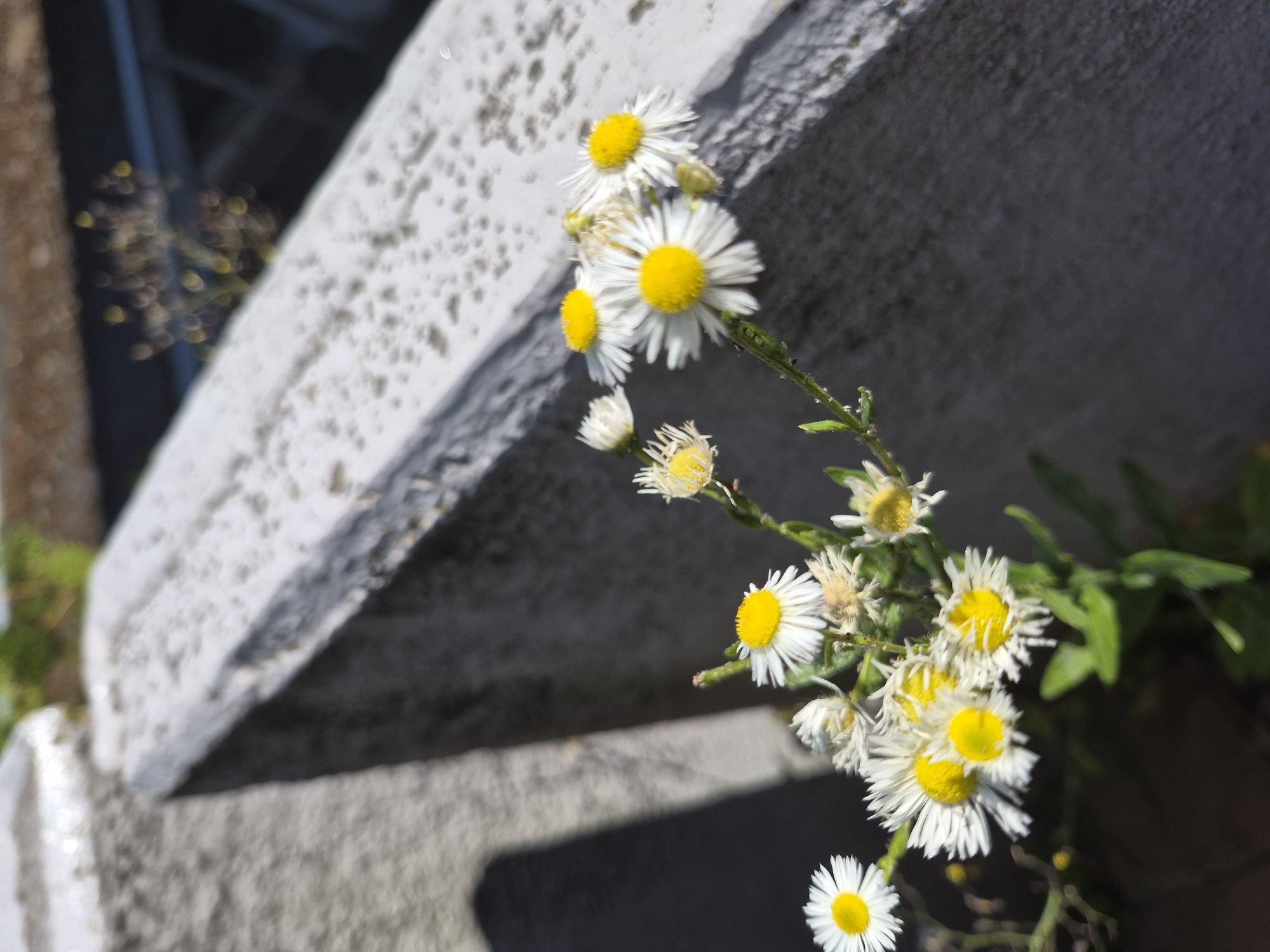 This is a close-up, low-angle shot of a cluster of small white and yellow daisies against a textured, light-colored concrete structure. The daisies are the primary subjects, with their delicate white petals radiating from bright yellow centers. Some of the flowers are in full bloom, while others appear to be past their prime, with wilting petals.
The concrete structure, which appears to be some kind of ledge or wall, has a rough, pitted surface and casts a shadow. To the left of the concrete, out of focus, are hints of greenery and a dark, possibly metallic structure. The lighting suggests it's daytime, with harsh sunlight creating strong shadows and highlights. The overall mood is one of natural simplicity and resilience, with the flowers growing in what appears to be an urban or man-made environment. There is no visible text in the image.