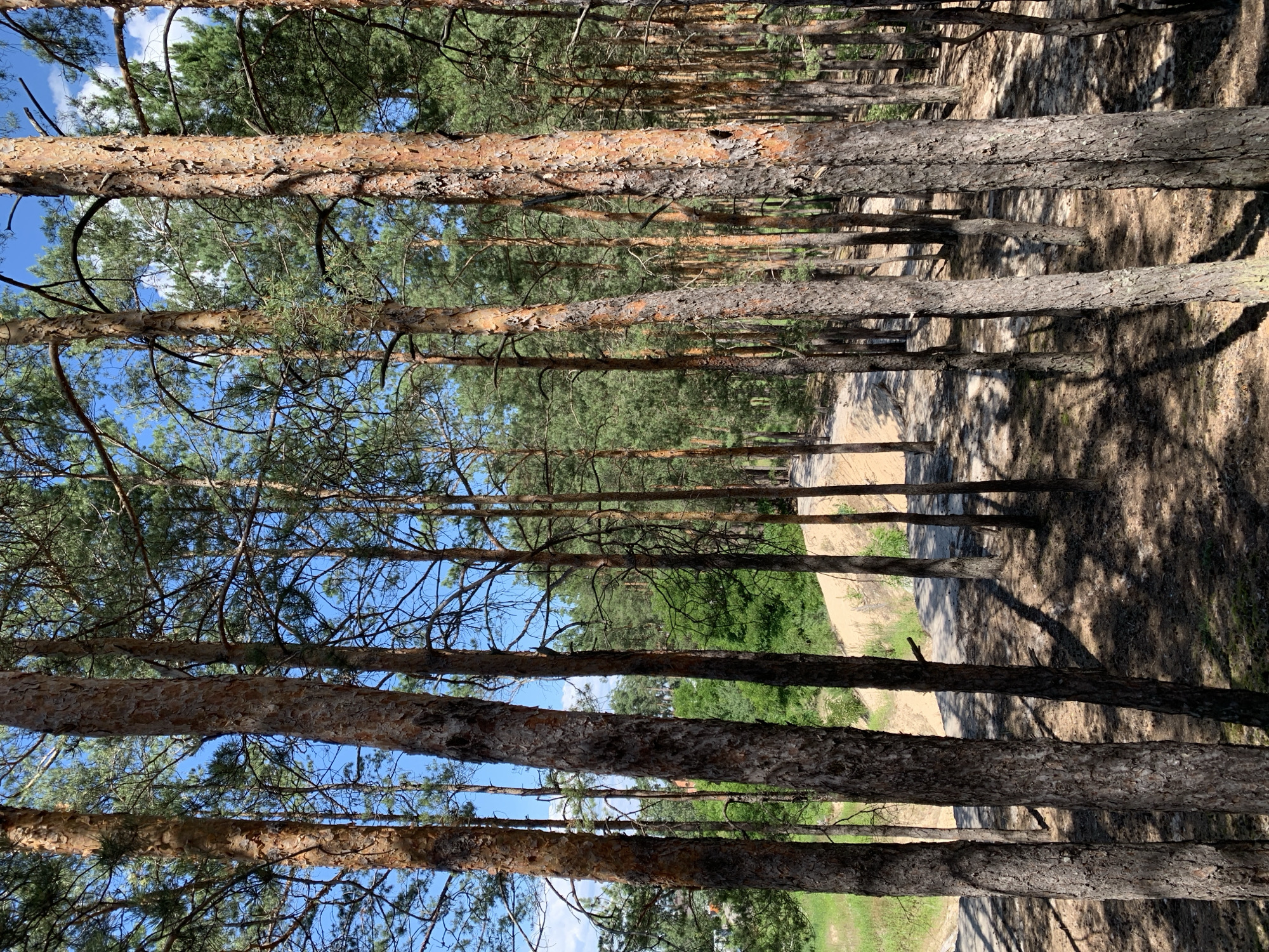 This image captures a sun-dappled forest in Hostomel, Ukraine, with a path winding through tall pine trees. The foreground is dominated by the textured, reddish-brown bark of several pine trunks, casting long shadows on the sandy ground covered with fallen needles. In the midground, the path, made of packed earth and sand, curves to the right, bordered by lush green vegetation and a sandy slope. The background reveals a denser forest with more pine trees stretching towards a bright blue sky dotted with white clouds. The overall impression is one of a tranquil, natural setting within the city.