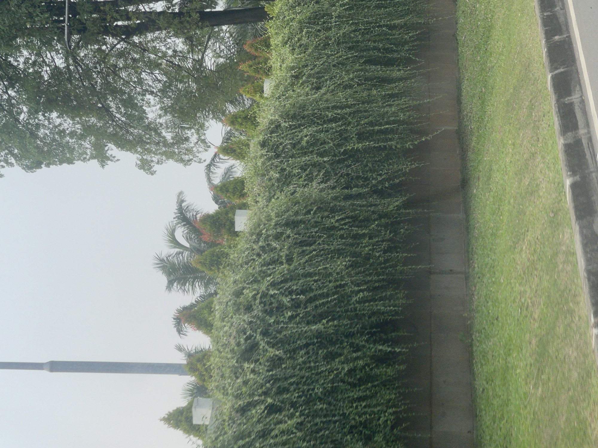 The image depicts a well-maintained public space, likely a roadside embankment in Curug Sangereng, Indonesia. A thick, cascading curtain of green foliage, possibly a weeping fig or similar vine, drapes over a concrete retaining wall. The wall itself is segmented and appears to be in good condition. Below the wall, a patch of neatly mowed green grass slopes gently towards a dark concrete curb and asphalt road, suggesting a pathway or thoroughfare. In the background, a cluster of conifer-like trees, some with reddish tips, are visible behind the dense foliage. A tall, grey lamppost stands prominently to the left, and a large deciduous tree with dense green leaves occupies the right side of the frame, with a portion of a streetlamp visible amongst its branches. The sky is overcast and a pale grey, indicating potentially hazy or humid weather conditions common in tropical regions. There are no people or animals present in the image, focusing the scene entirely on the natural and built environment.