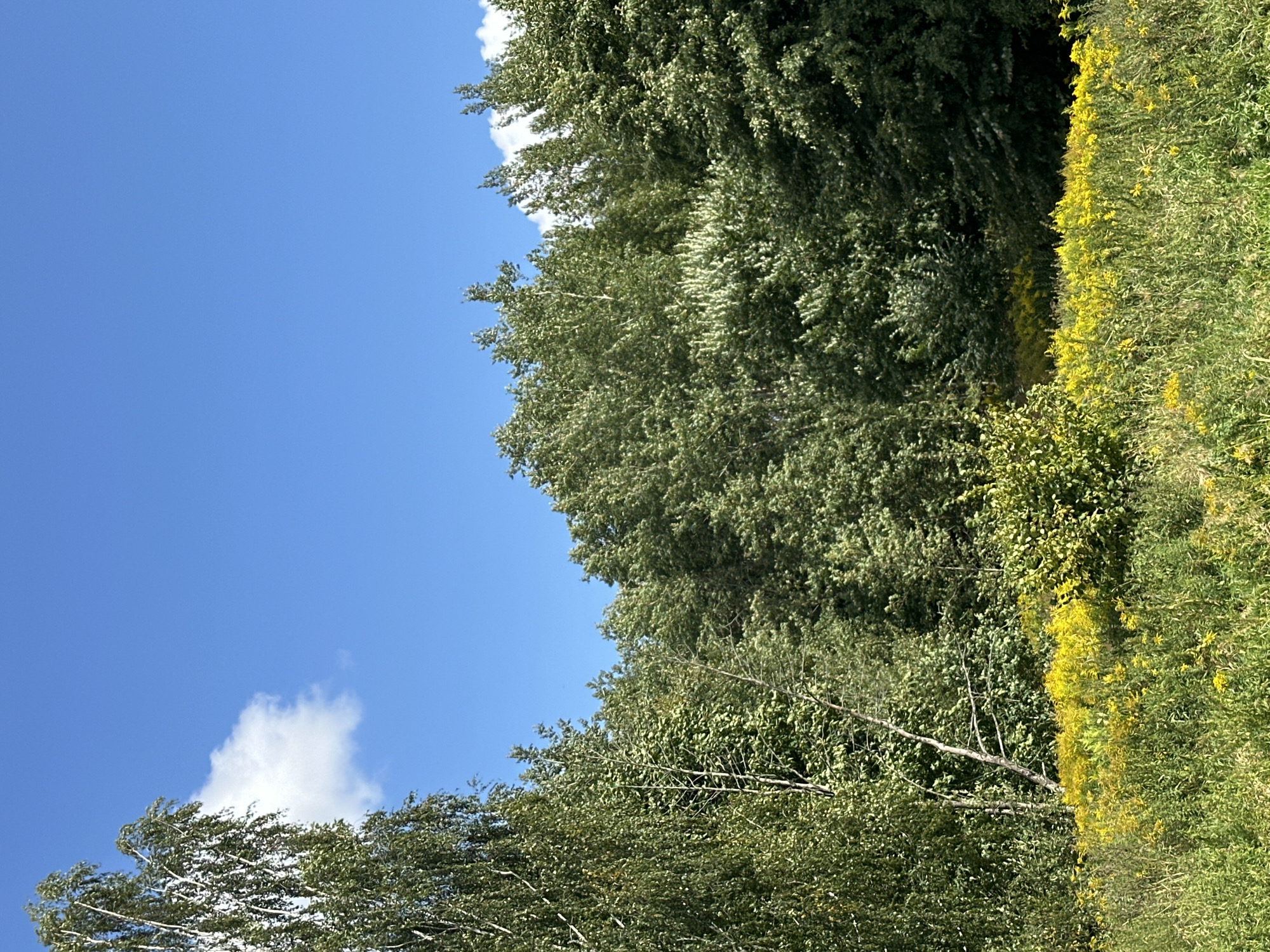 The image depicts a natural scene with a clear blue sky and a dense line of trees. In the foreground, a field of vibrant yellow wildflowers stretches across the lower portion of the frame. Behind the flowers, a variety of green trees form a thick canopy, with a prominent birch tree on the left side of the image. A single white cloud is visible in the upper left quadrant of the sky. The overall impression is one of a lush, sunlit landscape, possibly a park or meadow on the outskirts of Minsk, Belarus, given the context of the prompt. There are no people or animals visible in the image, and no specific actions are being depicted. The environment is tranquil and appears to be untouched by human activity beyond its potential existence as part of a park or nature reserve.