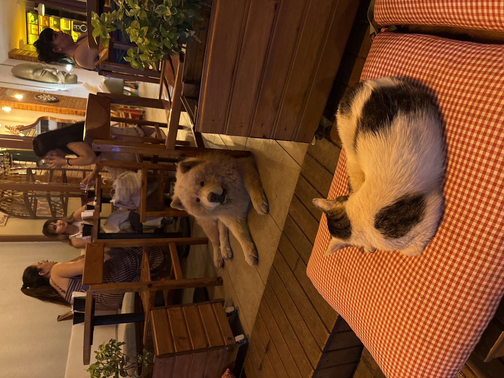 The image depicts an indoor scene, likely a cafe or restaurant, with warm lighting and wooden furnishings. In the foreground, a cat with black and white markings rests on a red and white checkered cushion. Behind the cat, a large, light-colored fluffy dog is lying on the floor. Several people are seated at tables. On the left, a woman with dark hair pulled back in a ponytail, wearing a striped dress, is seated at a table. To her right, another woman with light brown hair is also seated. Further to the right, a woman with dark hair is visible, and beyond her, a woman with dark hair and bangs is seated. Wooden chairs and tables are scattered throughout the space, and a large wooden planter with a plant is visible on the right side of the image. The environment appears to be a casual dining establishment. The provided context suggests the location is Kadıköy, Turkey.