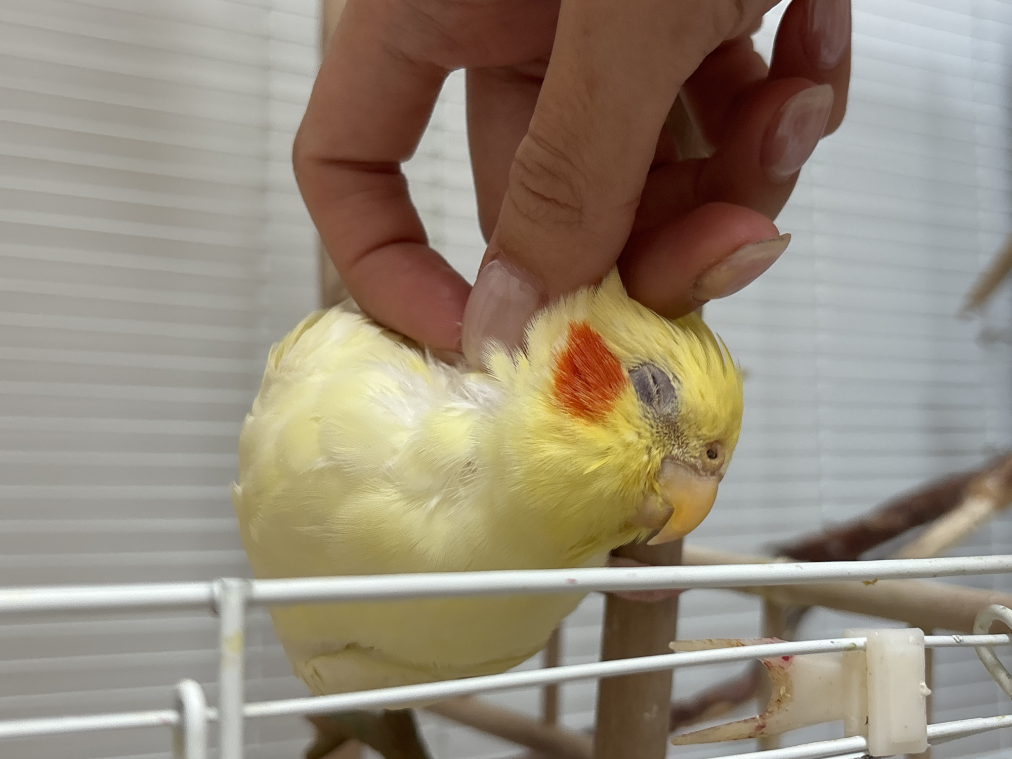 A close-up shot captures a yellow cockatiel in a cage, being held by a human hand. The bird has orange cheek patches and appears to be resting or sleeping, with its eye closed. The cage is made of white metal bars. The scene likely takes place indoors, given the cage and presence of a human hand. There is no information provided to suggest this image was taken in the city of Krasnoyarsk, Russia.