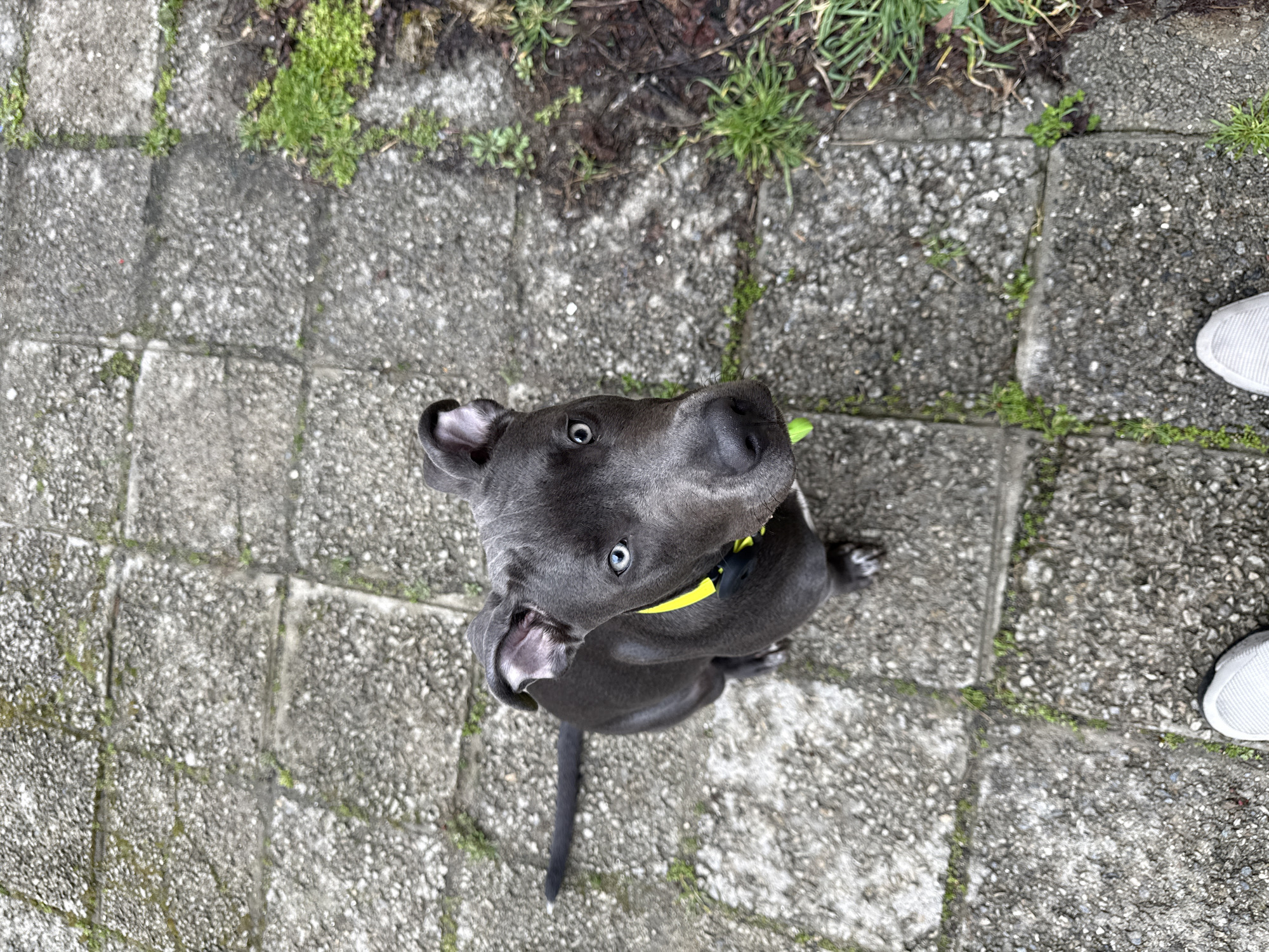 A gray pit bull-type dog with a yellow collar sits on a gray concrete block surface. The dog looks upward. Some green vegetation grows in the cracks between the blocks. A pair of white sneakers are visible in the upper right corner of the image. The location is likely a public space with paved surfaces, possibly in Varna, Bulgaria. The image is taken from an overhead perspective.