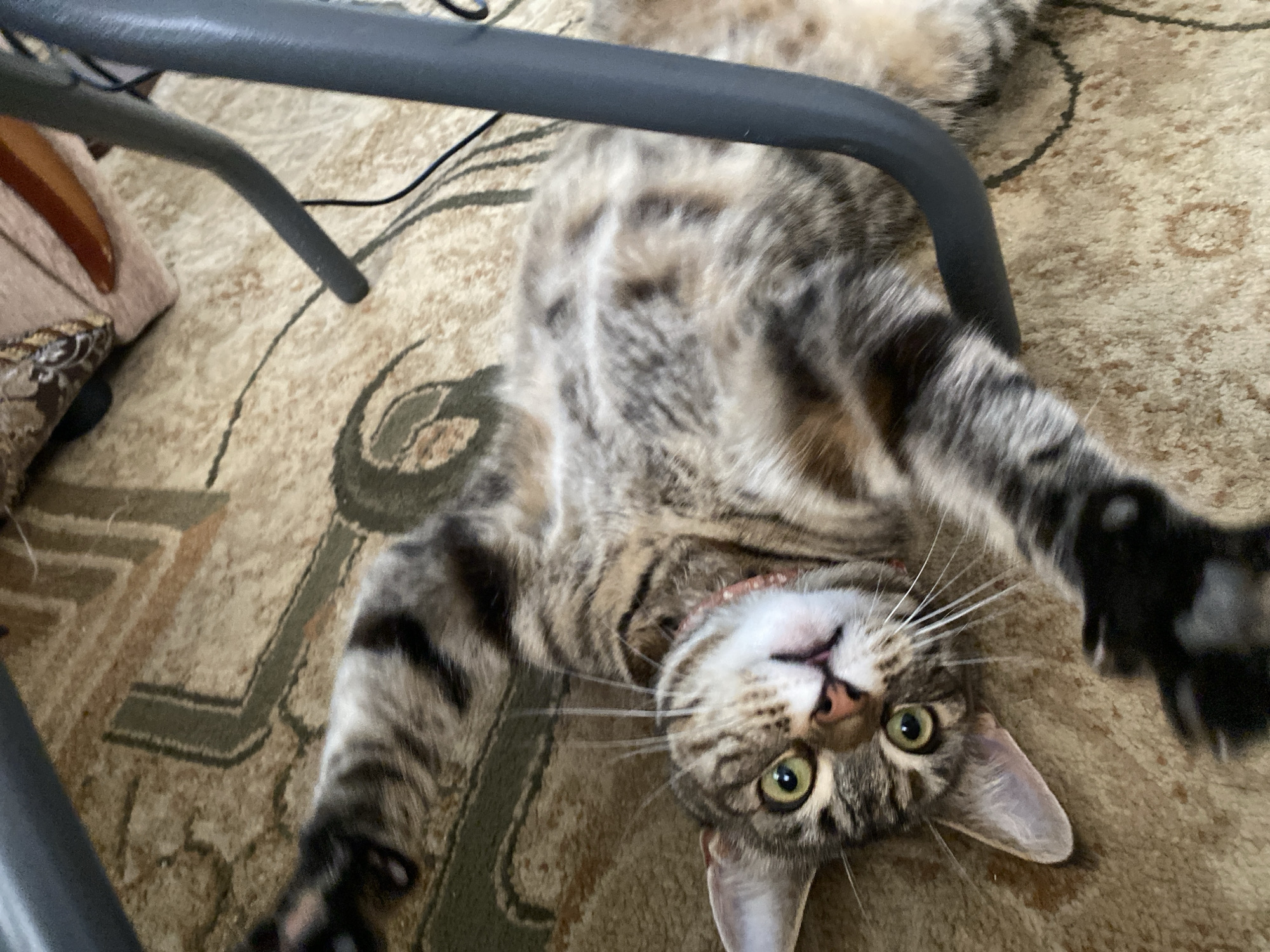 A tabby cat is lying on its back on a patterned carpet. The cat has green eyes, a pink nose, and white whiskers. It is wearing a pink collar. The cat's front paws are extended upwards, and its body is twisted. A dark gray metal chair leg is visible in the foreground and background. A portion of a patterned cushion is visible in the upper left corner. The scene is indoors.