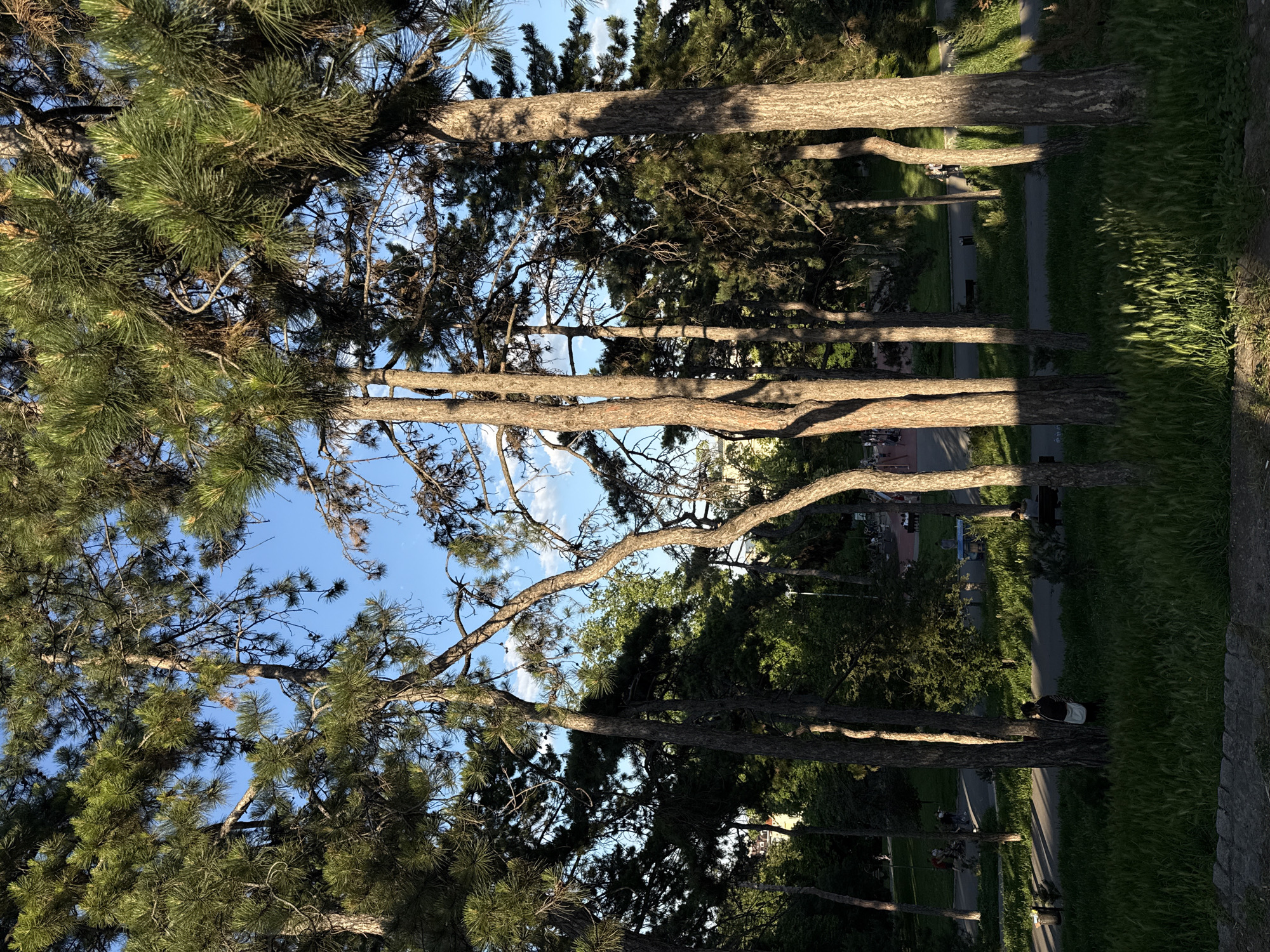 The image shows a row of tall trees in a park setting. The trees have thick, textured bark and green foliage. The blue sky is visible through the branches. There is a pathway and green grass surrounding the trees. People are seen walking along the path and sitting on benches in the background. The location appears to be the Kalemegdan Park in Belgrade, Serbia.