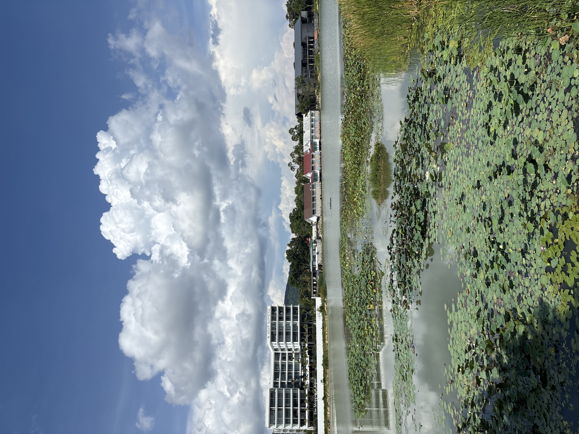 The image shows a landscape in Choeng Thale, Thailand. The sky is partially covered with large cumulus clouds on the left, contrasting with a blue sky. A body of water stretches horizontally across the center, filled with lotus plants. Reflections of the sky and surrounding buildings are visible in the water.
On the left, a modern white building is visible with multiple floors. To the right, are houses, which are aligned along the waterway. Trees and vegetation line the far right of the image, with tall grasses visible.