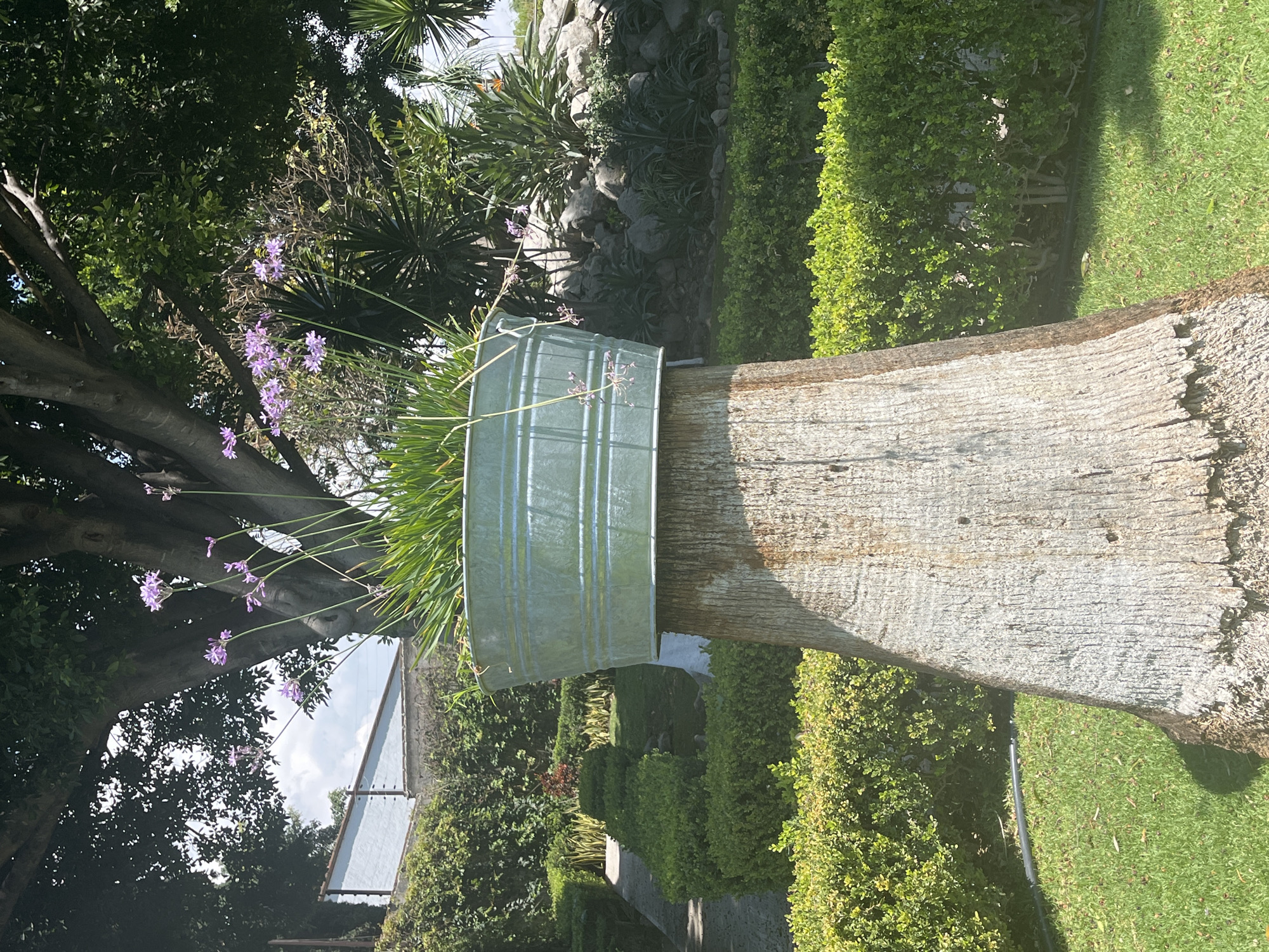 Here's a description of the image:
The image appears to have been taken in a garden setting, likely in Puebla, Mexico. The main subject is a large, weathered tree trunk with a metallic planter attached to its side. The planter is filled with greenery and delicate purple flowers.
The background reveals a well-maintained garden with manicured hedges, lush grass, and various trees and plants. In the distance, a building with a light-colored roof is visible. The sky is partly cloudy.