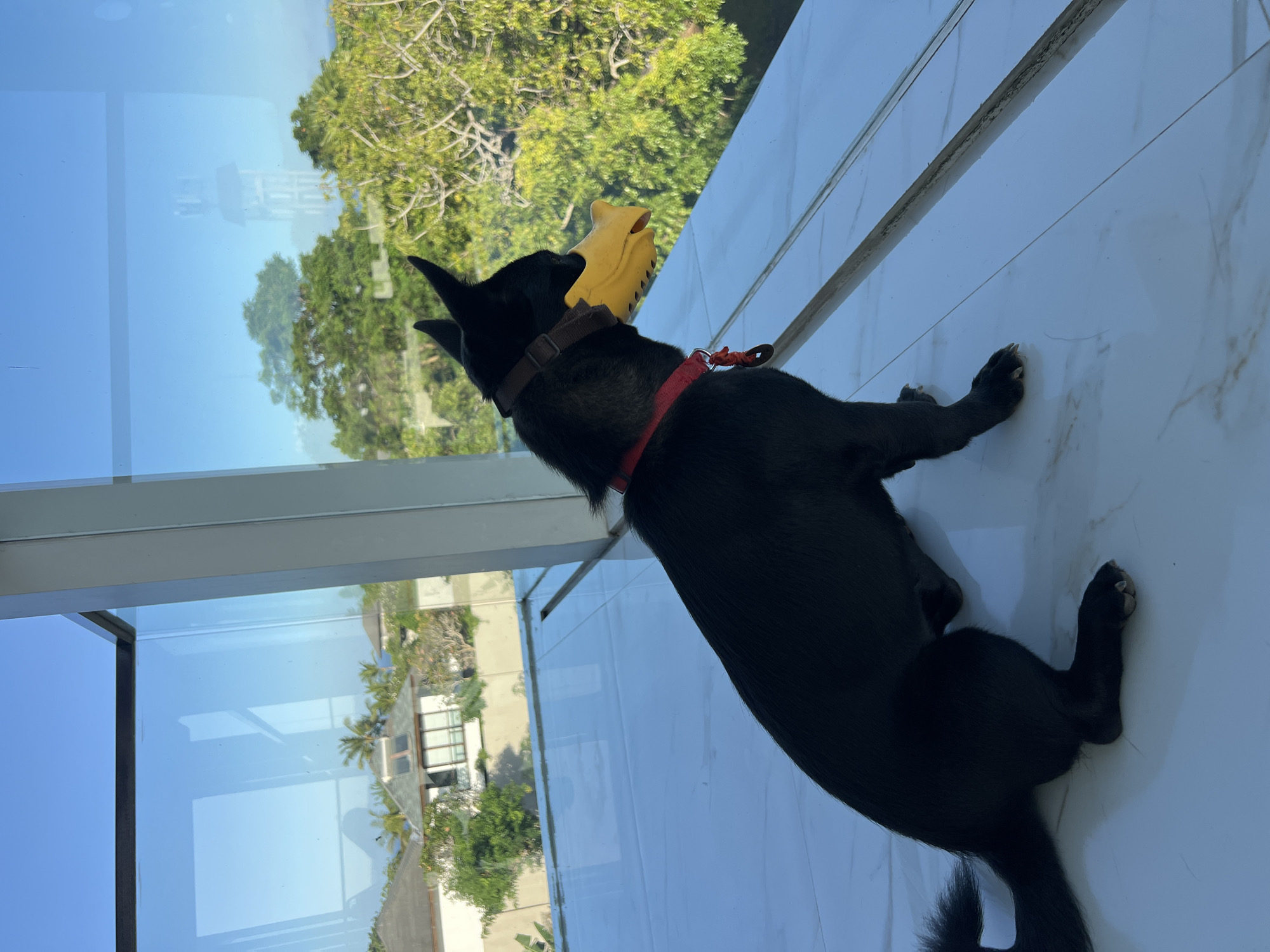 A black dog is lying on a white tiled floor, looking out of a large window. The dog has a red collar and a brown collar with a yellow toy in its mouth. Outside the window, there are trees and buildings. The location appears to be a city but is unknown. The specific city is also unknown.