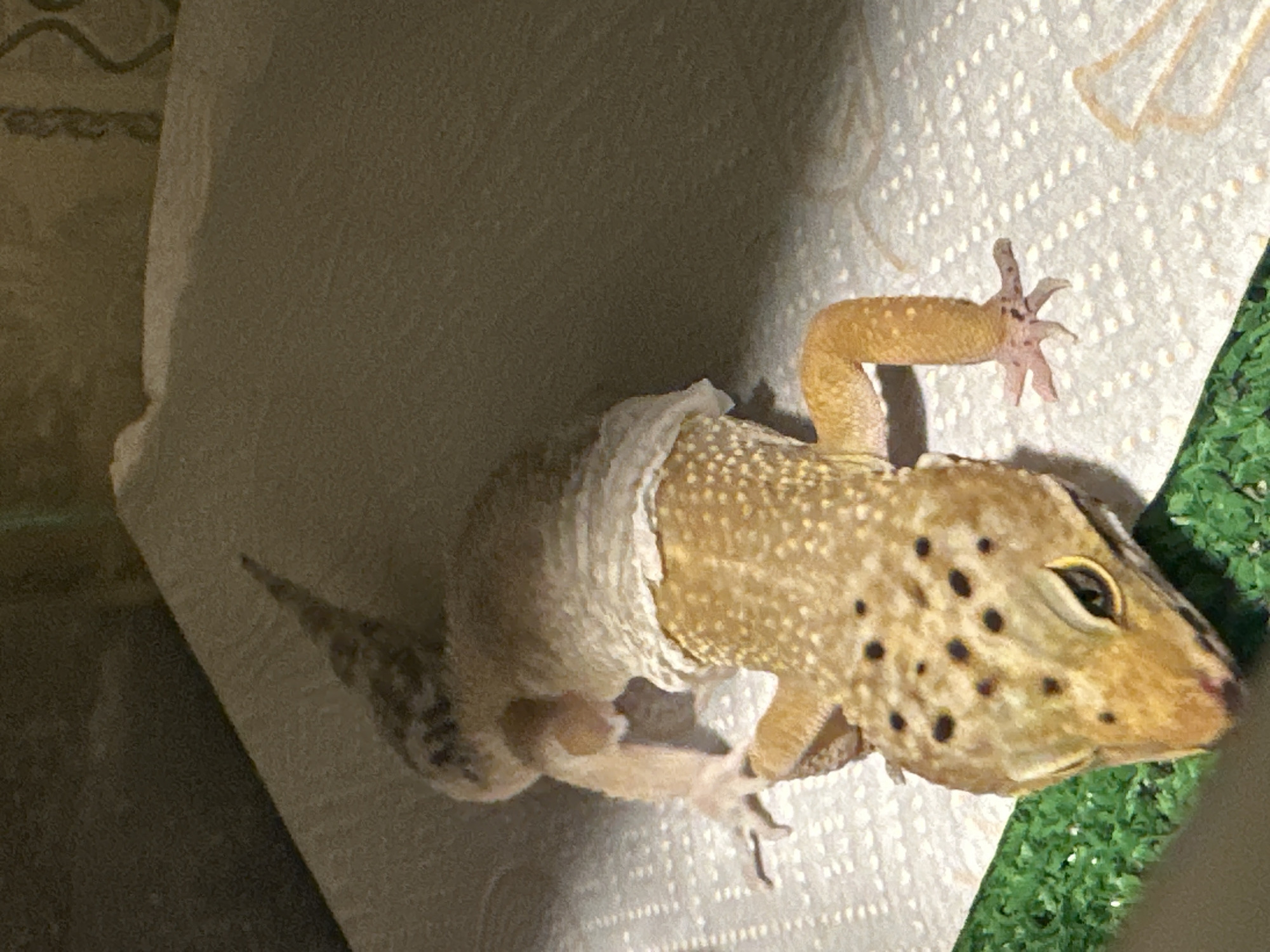 An adult leopard gecko (Eublepharis macularius) is depicted from a slightly elevated perspective, positioned centrally within an indoor environment. The gecko displays a light yellow-orange coloration with dark brown to black spots concentrated on its head and upper back. It is currently undergoing ecdysis, with a significant portion of its old, white, papery skin visibly peeling back from its dorsal mid-section and extending towards its tail, revealing the newer skin underneath. The animal's eyes feature distinctive vertical pupils. It rests upon a white, textured paper towel. A strip of artificial green turf-like material is visible along the bottom-left edge of the image frame. The background consists of a plain, dark beige surface, likely an interior wall of an enclosure. No other individuals or objects are present. The specific location within Moscow, Russia, cannot be determined from the visual evidence provided.