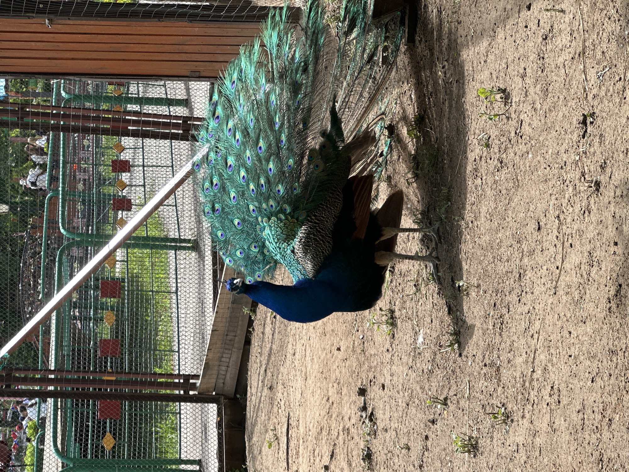 A full-plumage peacock stands on dirt inside an enclosure, likely a zoo or aviary, in the city of Unknown, Unknown. The peacock's vibrant blue body contrasts with its iridescent green and blue tail feathers, which are fanned out. The enclosure is defined by a wire fence and wooden beams. The ground consists of dry dirt with sparse vegetation.