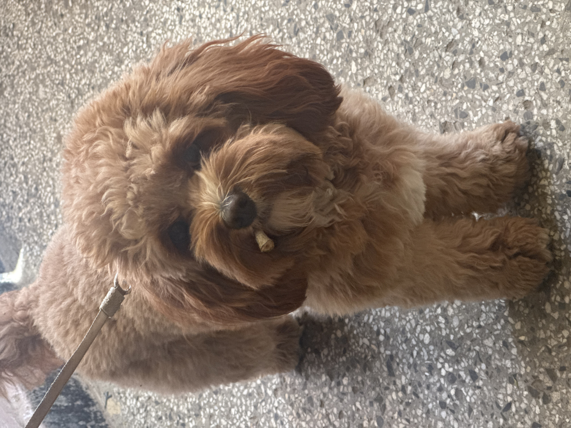 A brown, fluffy dog (possibly a Goldendoodle or similar breed) lies on a textured, light-gray surface with small, irregular darker gray spots. A tan leash is attached to its collar. The dog holds a small, beige-colored object in its mouth, possibly a chew toy or stick. The location is unknown and therefore cannot be confirmed as Burgas, Bulgaria, without additional information.