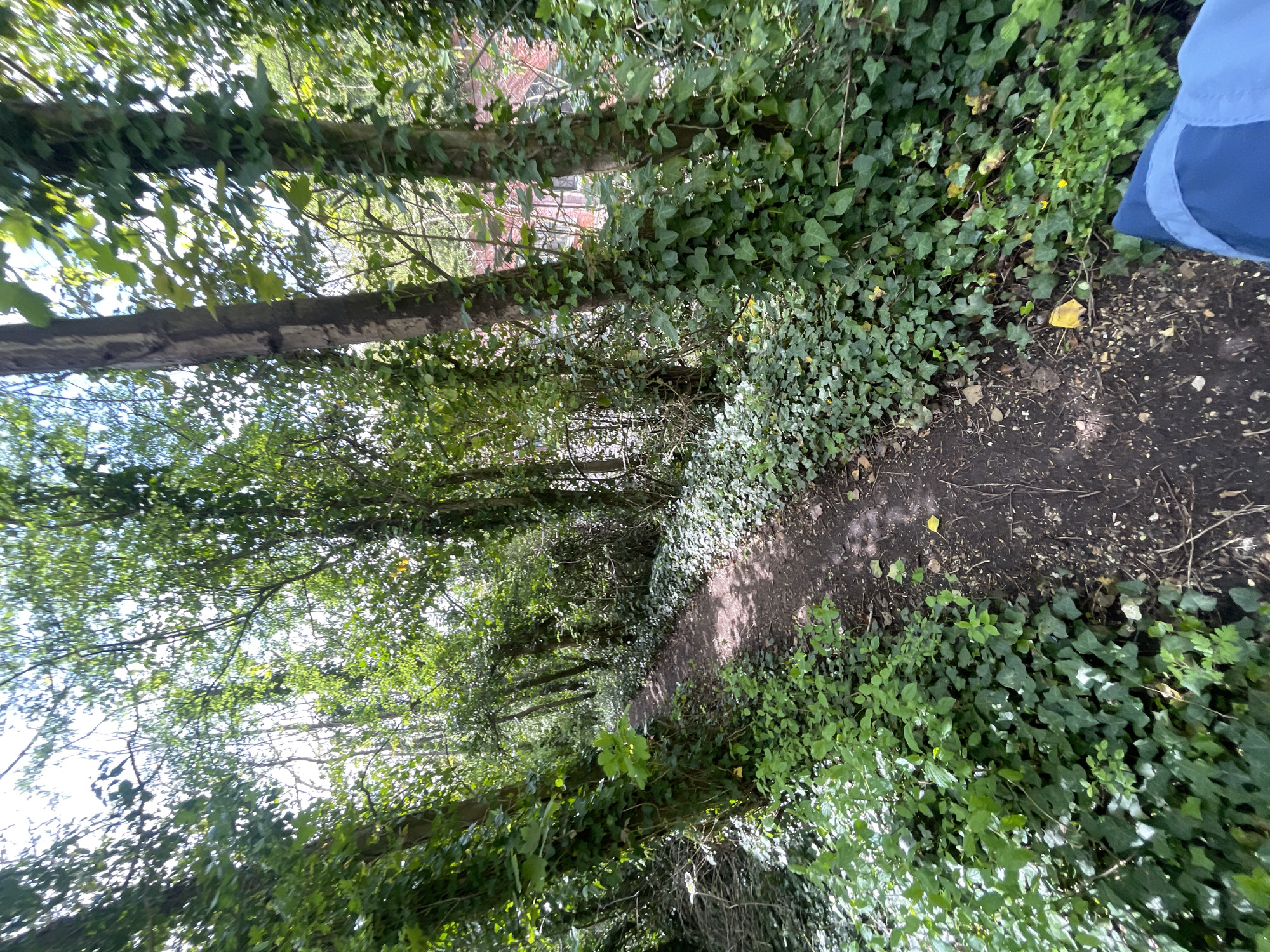This image, oriented vertically, captures a narrow, unpaved dirt path winding through a densely wooded environment. Tall trees line both sides of the trail, their trunks and branches heavily covered in vibrant green ivy. The canopy above is thick with foliage, allowing bright sunlight to filter through in dappled patches, illuminating the path and undergrowth.
The path itself is dark earth, appearing somewhat worn, with scattered fallen leaves and debris. Extensive green ivy and other small plants form a dense ground cover alongside the path. In the middle distance, partially obscured by the trees and leaves, a reddish-brown structure, possibly a building or wall, can be faintly seen. On the far right edge of the foreground, a section of blue fabric, resembling a piece of clothing or a bag, is visible, suggesting the presence of a person either standing or walking along the path.
The bright light and clear shadows indicate a sunny daytime. The overall scene suggests a tranquil and natural setting, likely a walking trail or woodland path. No visible text is present in the image. The location context suggests this is a typical scene found in the natural areas of Portsmouth, United Kingdom.