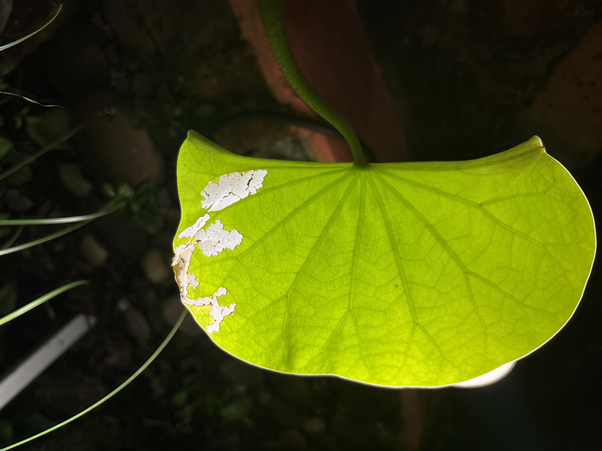This is a close-up, high-angle shot of a bright green lotus leaf, lit from behind, causing it to glow. The leaf has several irregular white patches along its upper edge, suggesting damage or decay. The texture of the leaf is visible, with intricate veins branching out across its surface. The background is dark and out of focus, with hints of greenery and reddish-brown surfaces, possibly a pot or planter. The overall scene appears to be outdoors, likely in a garden or pond setting. No specific location in Chalong, Thailand, can be identified from the image itself.