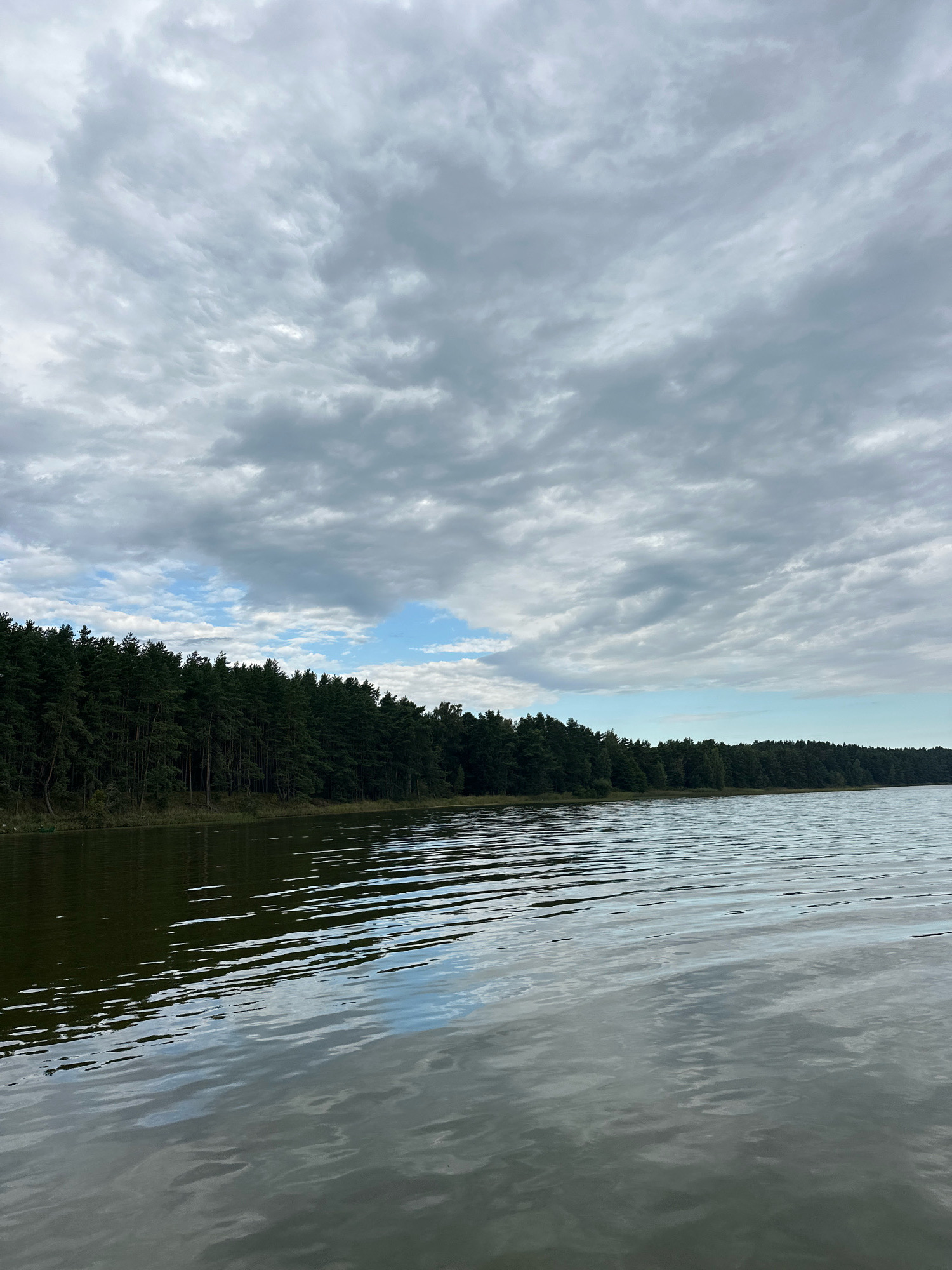 The image depicts a serene lake scene in Нарацкі сельскі Савет, Belarus. A dense forest of pine trees lines the left bank of the lake, their dark green foliage contrasting with the pale grey, cloudy sky. The water's surface is rippled, reflecting the overcast sky and the dark treeline. The composition is dominated by the expanse of water and sky, with the forest serving as a dark, horizontal band separating the two. There are no people or man-made structures visible in the scene.