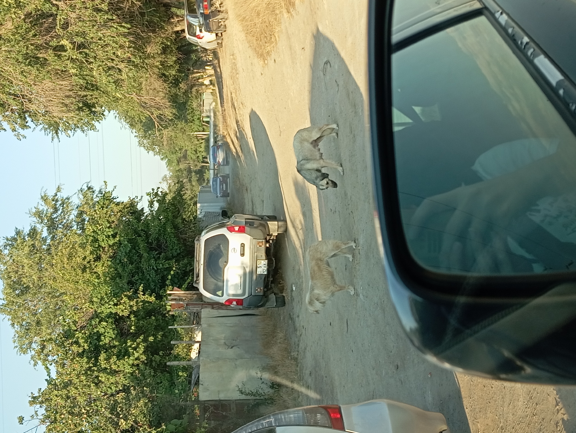 The image shows a dusty, unpaved road in Aktau, Kazakhstan. The scene is captured from the perspective of someone inside a car, looking out the side window. The time of day appears to be late afternoon or early evening, as indicated by the long shadows cast by the objects and trees. The weather seems clear and sunny, with a bright sky visible in the background.
The primary subjects in the scene are two dogs. One is a larger, light-colored dog standing in the middle of the road, facing away from the camera. The second dog, also light-colored, is further down the road, facing towards the camera. There are several cars parked or driving along the road. Closest to the camera, on the right side, is the interior of the car from which the photo is taken, showing a reflection of what appears to be a person in the rear-view window.
On the left side of the road, there is dense greenery, likely trees and bushes, with some dry, straw-like vegetation further back. A white SUV is parked on the left side of the road, with its rear facing the camera. The license plate of the SUV is partially visible and appears to read "S 510 12 AAJ" with some other characters. A concrete wall runs along the left side of the road behind the SUV.
Further down the road, more cars are visible, suggesting it's a somewhat populated area. The overall impression is of a casual, possibly rural or semi-rural setting on a warm day. No specific activity or event is taking place, other than the dogs and cars being present on the road.