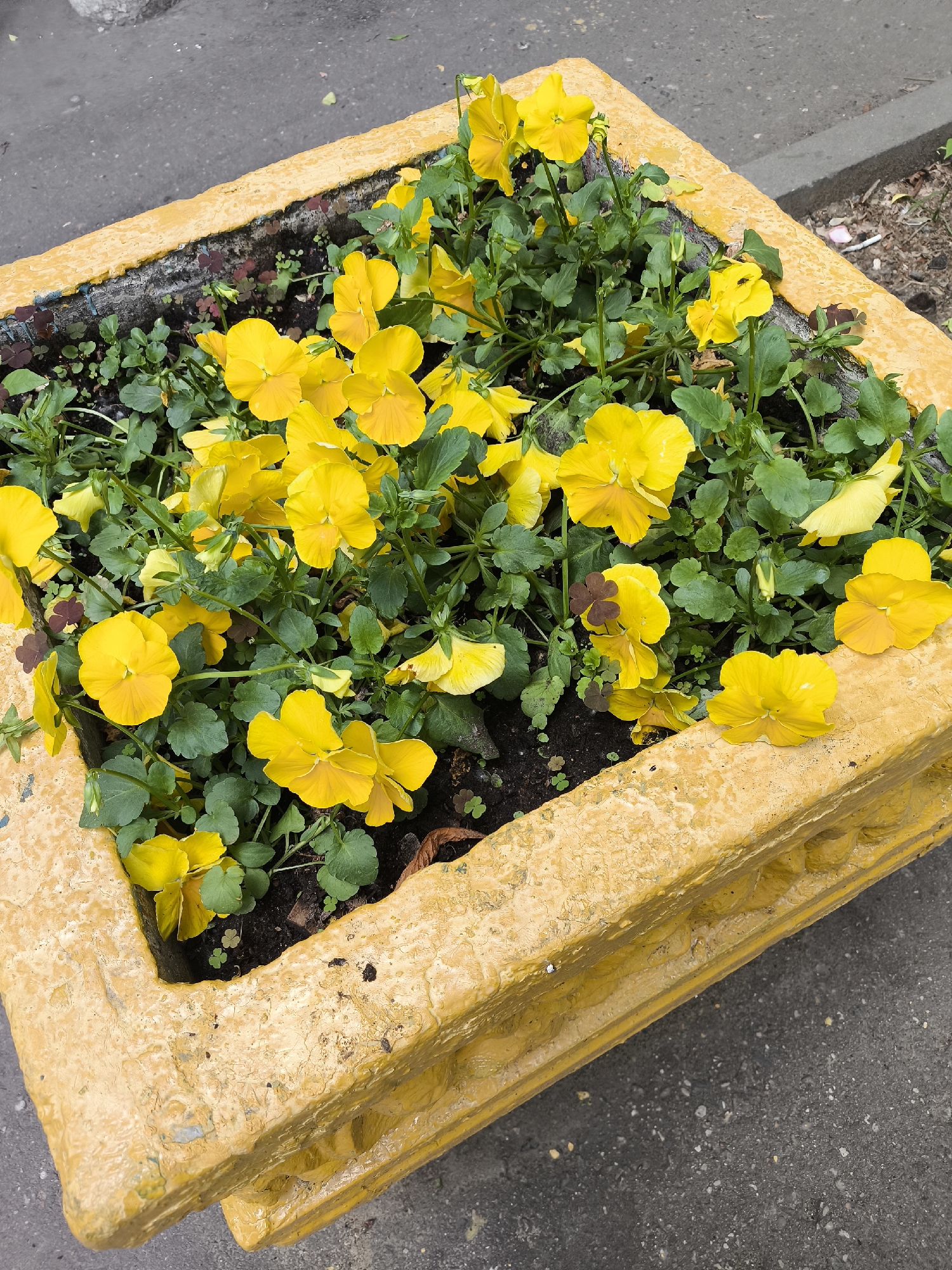 An overhead shot captures a weathered, square-shaped planter painted in a bright, mottled yellow, filled with vibrant yellow pansies and green foliage. The planter's surface shows signs of age with chipped paint, dark streaks, and an uneven, textured finish. The top edge of the planter is clearly visible, outlining the dark soil within.
The yellow pansies are the dominant feature inside the planter, blooming densely with their characteristic five-petal design, some showing darker centers or variations in shade. Lush green leaves accompany the flowers, along with some smaller, clover-like plants, including a few with dark reddish-brown leaves, growing from the dark brown soil. A few flower buds are also visible among the leaves, suggesting ongoing growth.
The planter rests on a dark grey asphalt or concrete surface, which appears speckled with lighter aggregate, indicating a typical outdoor urban or roadside setting. The ground around the planter is visible on three sides, extending into the background. The lighting suggests daylight, possibly under an overcast sky, providing soft, even illumination without harsh shadows. No people or visible text are present in the image.