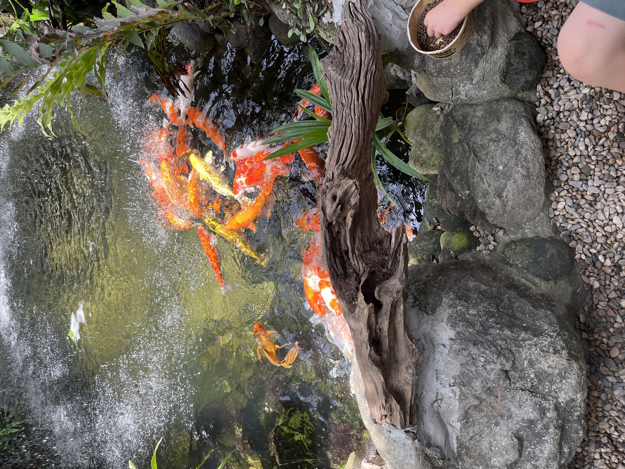 A high-angle shot depicts a pond teeming with koi fish. An unidentified person is feeding the fish from a small paper cup filled with brown pellets. The pond is lined with rocks of varying sizes and shapes and some gravel. A weathered piece of driftwood sits near the edge of the pond. Green foliage, including ferns and other plants, is visible around the pond's perimeter. Water cascades into the pond, creating a splashing effect. The scene is outdoors. No location details or descriptions are provided in the original prompt.