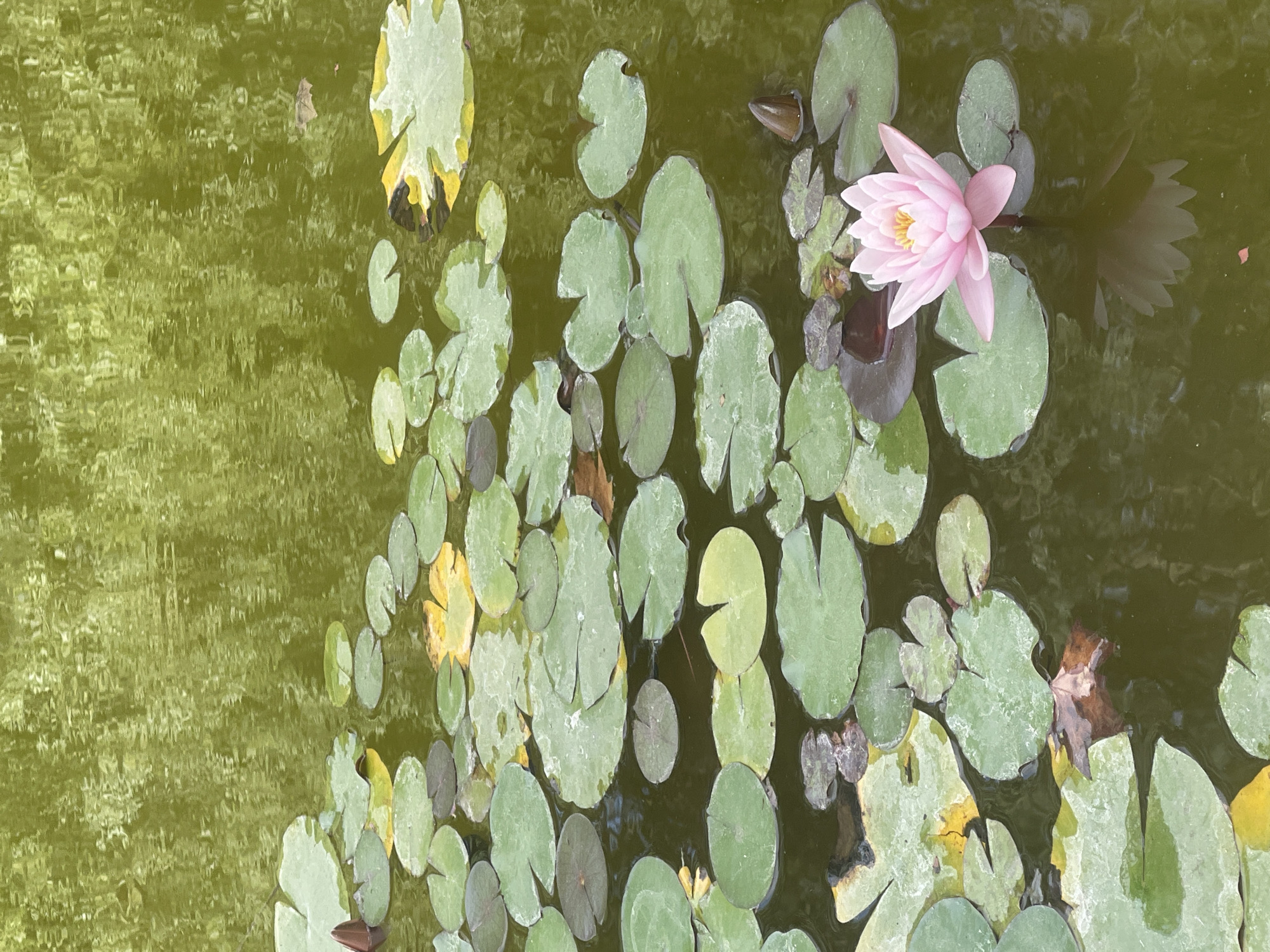 This image depicts a close-up, high-angle view of a pond in the city of Mafra, Portugal. The pond is filled with numerous green lily pads of varying sizes, some of which are tinged with yellow or brown. In the lower right quadrant, a single, open pink water lily is in bloom, its petals delicate and slightly curled. Its reflection is visible on the murky, green water's surface, which is disturbed by ripples, creating a textured, almost abstract pattern. The background is dominated by the greenish water, with some reflections of surrounding foliage visible on its surface. There are no people or animals visible in the frame.