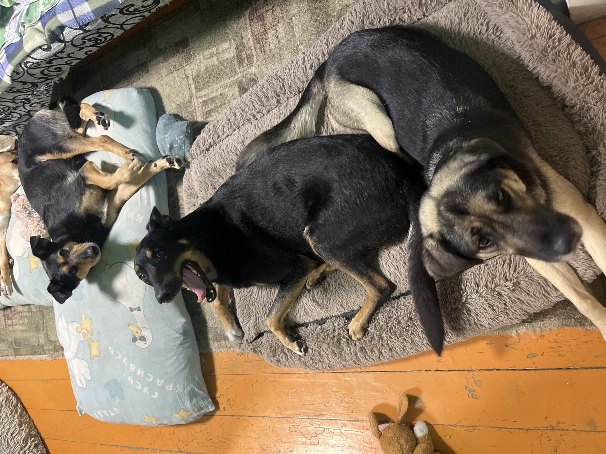 The image shows four dogs resting on a floor and a bed. The dogs appear to be a mix of breeds, with black and tan coats. Two dogs are lying on a fluffy, brown dog bed, one on top of the other. One dog, in the foreground, is lying on its side with its mouth open, as if yawning or panting. Another dog is lying on a light blue pillow with a pattern of white geese. The third dog is partially visible on the pillow, curled up. The fourth dog's tail is visible at the top of the frame. The room appears to be a living space, with wooden flooring and a wall covered with a blanket or quilt. A small brown stuffed rabbit toy is visible in the lower right corner of the image. The lighting suggests it might be evening or indoors. There is no visible text in the image.