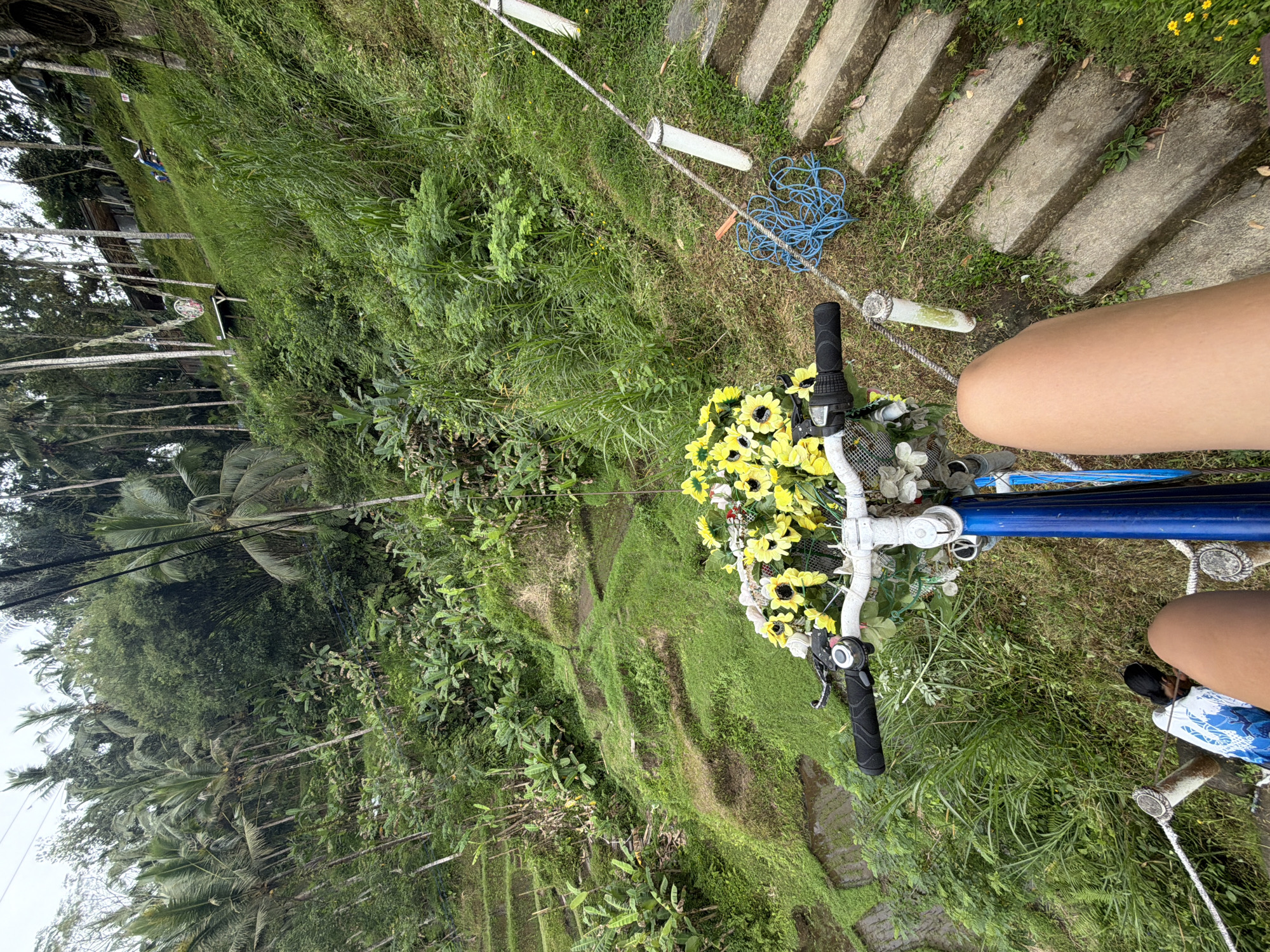 A first-person perspective shot depicts a person riding a blue bicycle adorned with yellow sunflowers and white artificial flowers, navigating a lush, green landscape. The rider's legs are visible, and they are wearing a blue patterned shirt. The terrain is terraced, suggesting rice paddies, and is covered in vibrant green vegetation. To the right, stone steps lead upwards, and a white rope fence with cylindrical supports runs alongside the path. In the distance, palm trees and other tropical foliage can be seen against a cloudy sky. The scene appears to be in a rural or natural setting, possibly in Unknown, Indonesia.