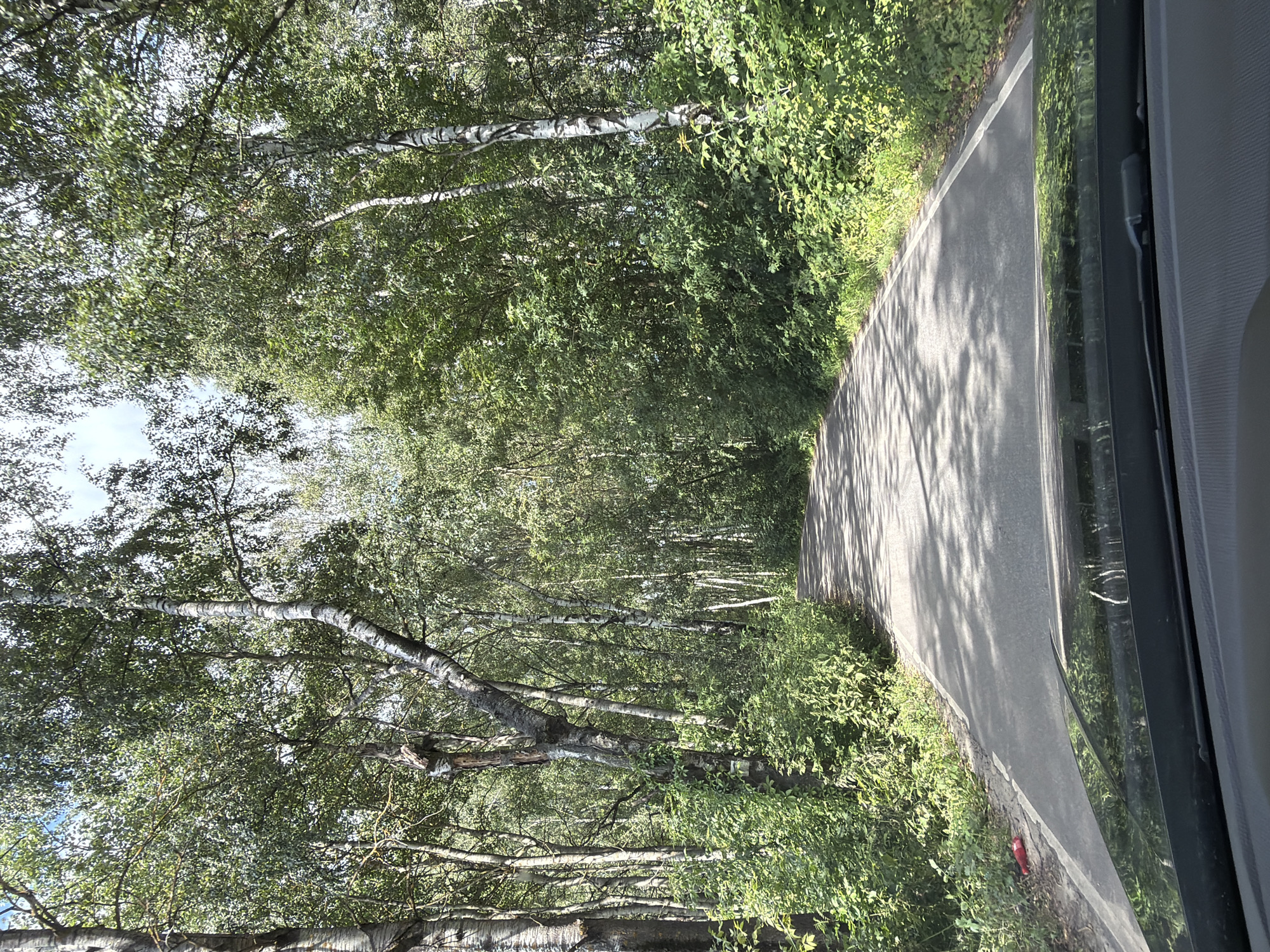 The image depicts a paved road winding through a dense forest in the city of Imeni Vorovskogo, Russia. The road is flanked by numerous birch trees with distinctive white bark and lush green foliage. The canopy of the trees casts dappled shadows on the asphalt. On the left side of the road, near the edge, a red plastic bottle is visible lying on the ground amidst the vegetation. The perspective suggests the image was taken from the interior of a vehicle, with the dashboard and windshield wipers visible in the foreground. The sky is partly cloudy, with patches of blue visible through the leaves.