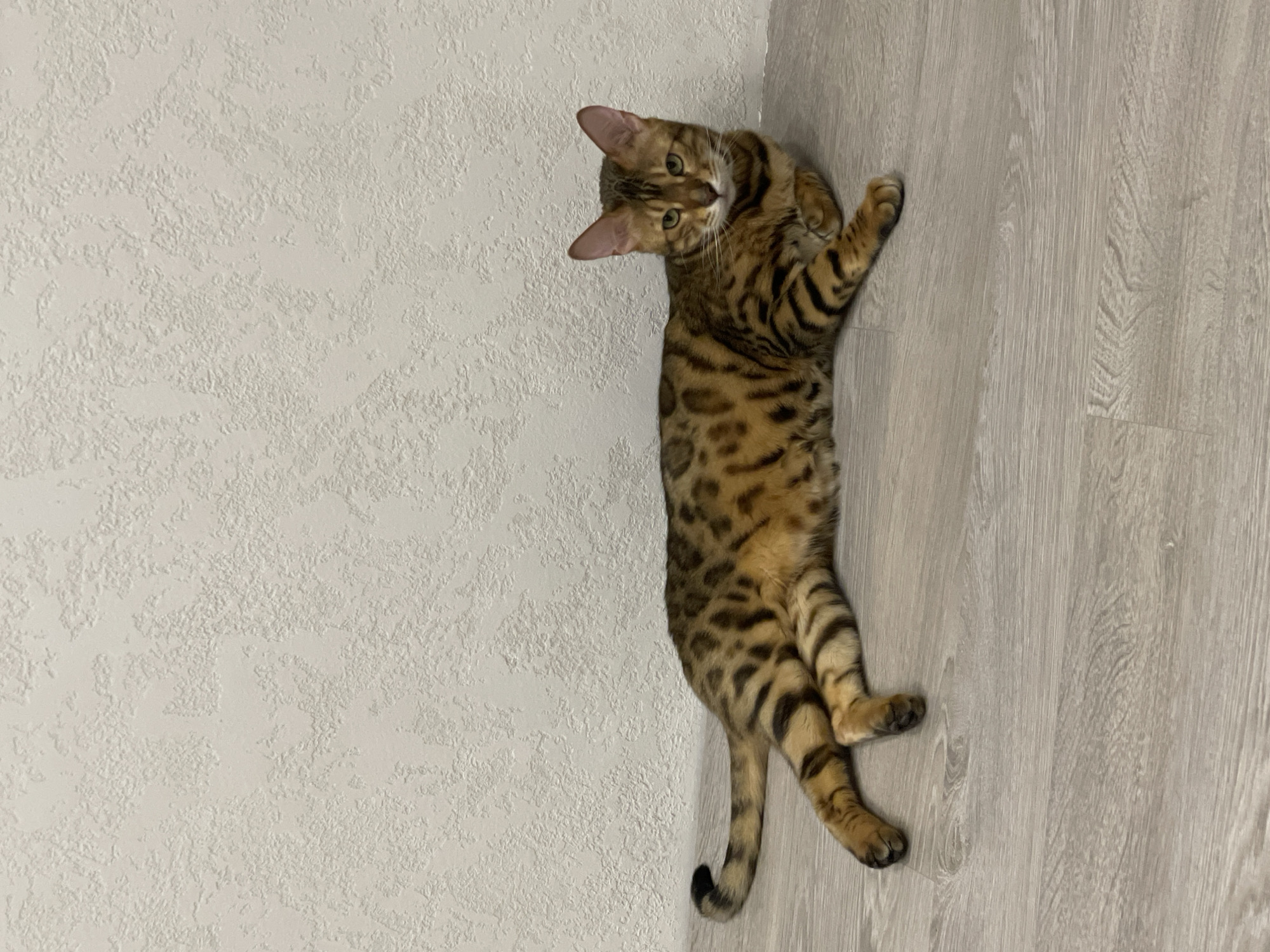 A Bengal cat with striking spotted and striped fur lies on a light-colored wooden floor next to a textured, off-white wall in an indoor setting. The cat is facing the viewer, its head tilted slightly, and its green eyes are wide and attentive. Its ears are perked up, revealing pink inner surfaces. The feline's body is stretched out, displaying its distinctive rosetted and striped coat patterns in shades of brown, black, and tan. One front paw is partially visible, tucked under its chest, and its tail, with a dark tip, extends along the floor.
The setting appears to be a contemporary room, possibly in a home in Izhevsk, Russia, as indicated by the location context. The light from an unseen source illuminates the scene softly and evenly, suggesting daytime. The textured wall provides a subtle, uneven pattern, contrasting with the smooth, visible grain of the wooden floorboards. The cat appears relaxed yet alert and curious, engaging directly with the camera. There is no visible text in the image.