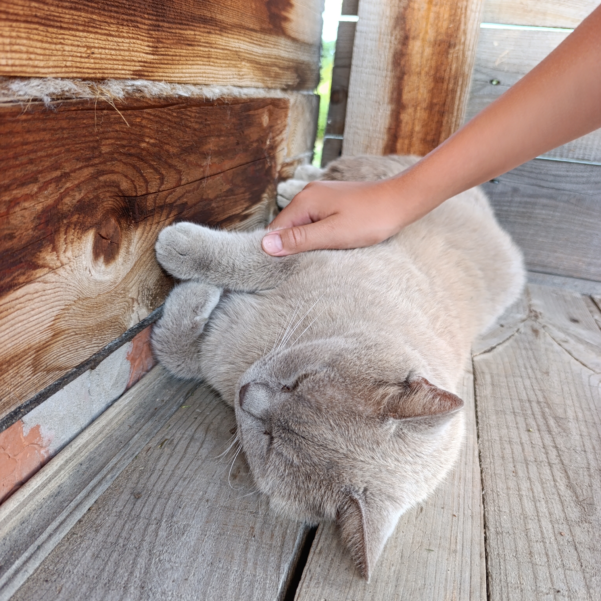 In Dubovaya, Russia, a light grey cat with closed eyes is lying on its side on a weathered wooden floor, seemingly asleep or resting. A human hand is gently stroking the cat's back. The background consists of a rough, wooden wall. The scene suggests a peaceful moment of interaction between a person and an animal in a rustic setting.