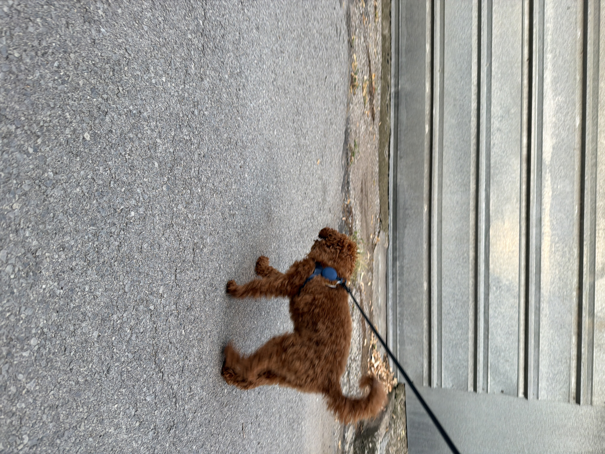 A medium shot captures a small, fluffy, reddish-brown dog on a leash, walking on an asphalt path. The dog is facing left, with its tail curled upwards and its body in motion, suggesting it is trotting. It is wearing a blue harness. Behind the dog, a textured, gray, corrugated metal wall extends horizontally across the frame. The ground in front of the dog is also asphalt, with some small stones and dry leaves visible. The lighting suggests it is daytime, possibly overcast. The scene is devoid of any identifying landmarks that would place it specifically within the city of Sofia, Bulgaria.
