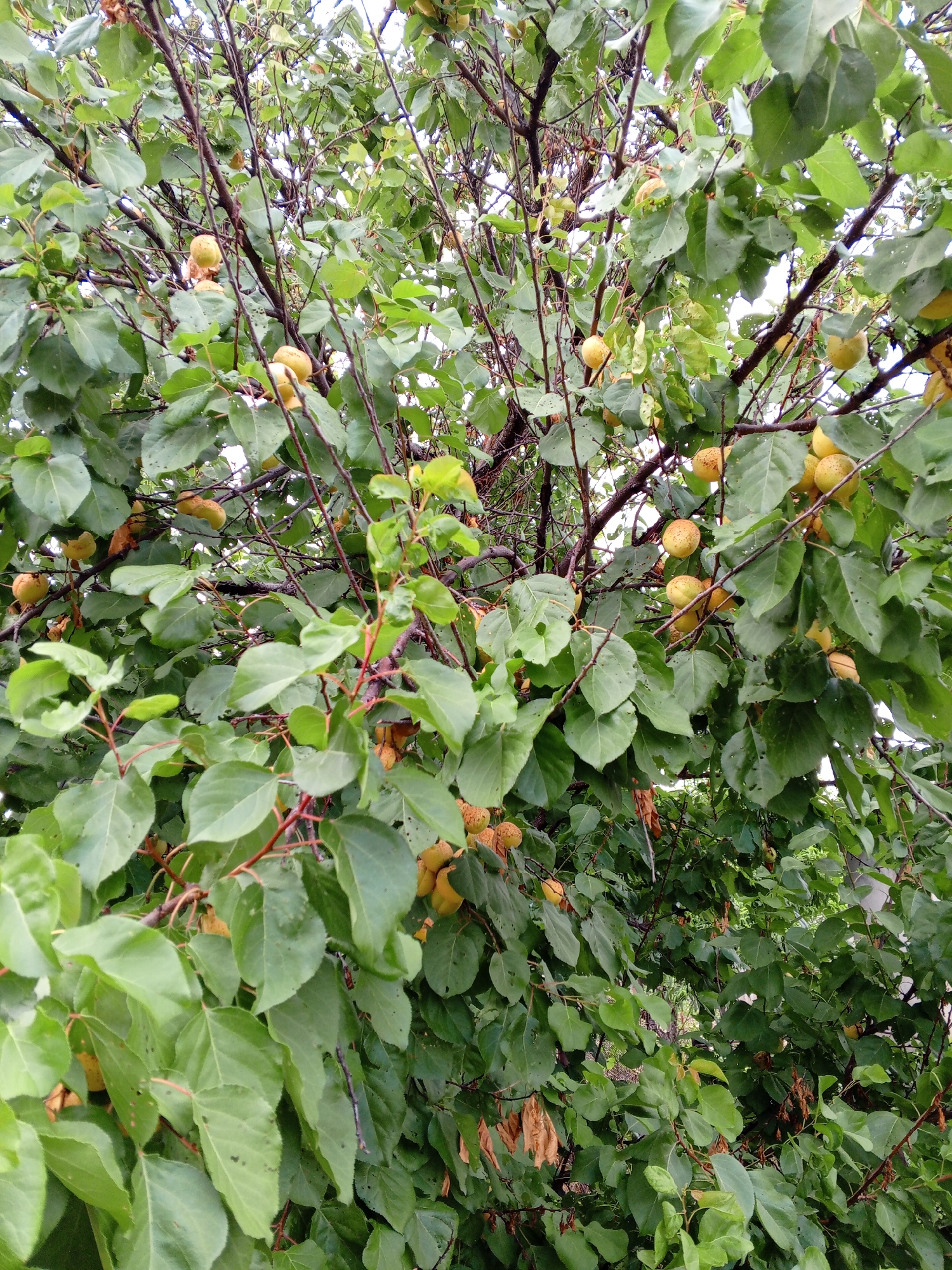 An image shows a close-up view of an apricot tree laden with ripe fruit, viewed from below. The tree is full of green leaves, with many branches visible. Several clusters of apricots, predominantly yellow and orange, are scattered throughout the foliage. The background is out of focus, suggesting an outdoor environment. The scene appears to be in Marhanets, Ukraine, as indicated by the context.