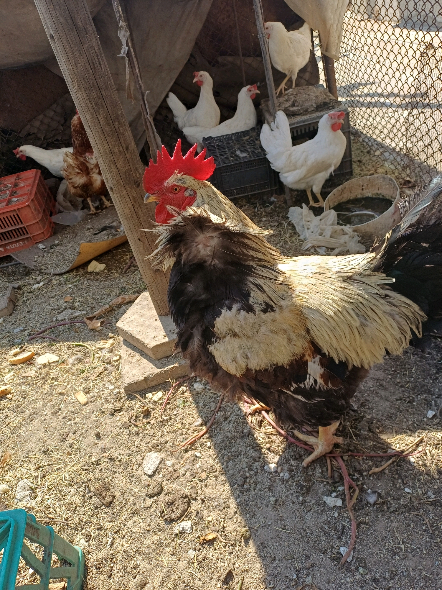 In Cheshnegirovo, Bulgaria, a rooster with brown, black, and cream-colored feathers stands prominently in the foreground. It has a bright red comb and wattles. Several white chickens are visible in the background, some perched on crates and others on the ground. The environment appears to be an outdoor enclosure with dirt ground, scattered straw, and a wooden support structure. A wire fence encloses the area. There is a red plastic crate and a metal basin containing water. The overall scene depicts a typical domestic fowl enclosure.