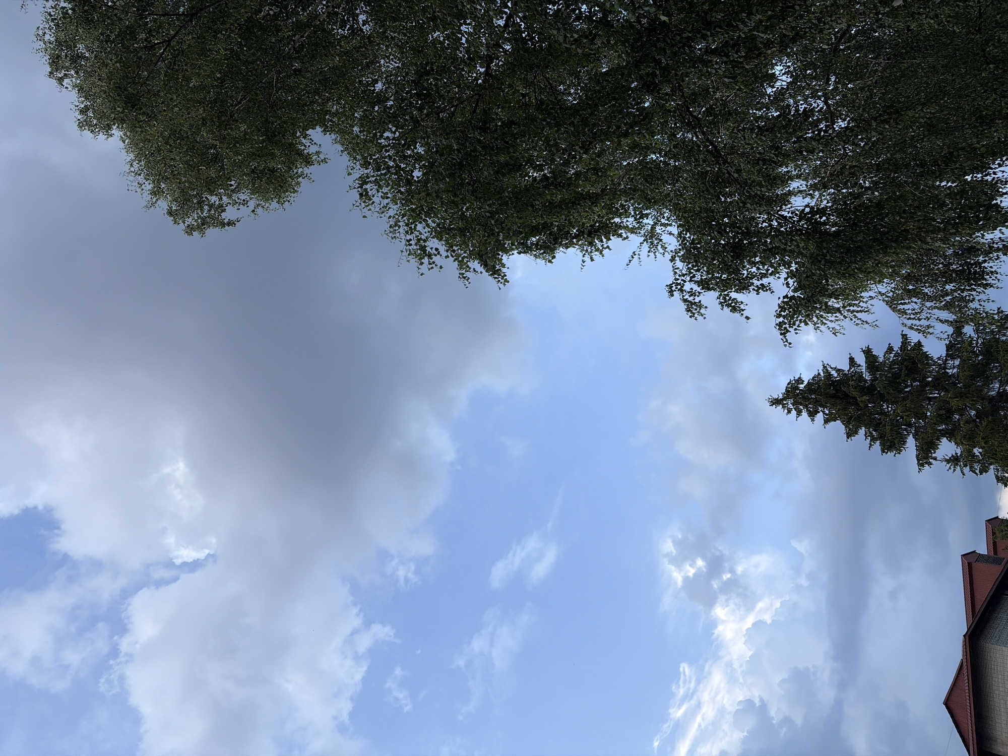 In a scene set against a partially cloudy sky, a large, dark green tree dominates the right side of the frame, its branches reaching upwards and cascading downwards, creating a textured canopy. To the left of this tree, a darker, conical evergreen tree stands taller, silhouetted against the sky. In the lower left corner, the red-tiled roof and brick facade of a building are visible, suggesting an urban or suburban setting. The sky itself is a mix of bright blue patches and streaks of grey and white clouds, some of which appear heavy and low, hinting at potential impending weather. The overall impression is one of a cloudy day, with nature intruding into the built environment.