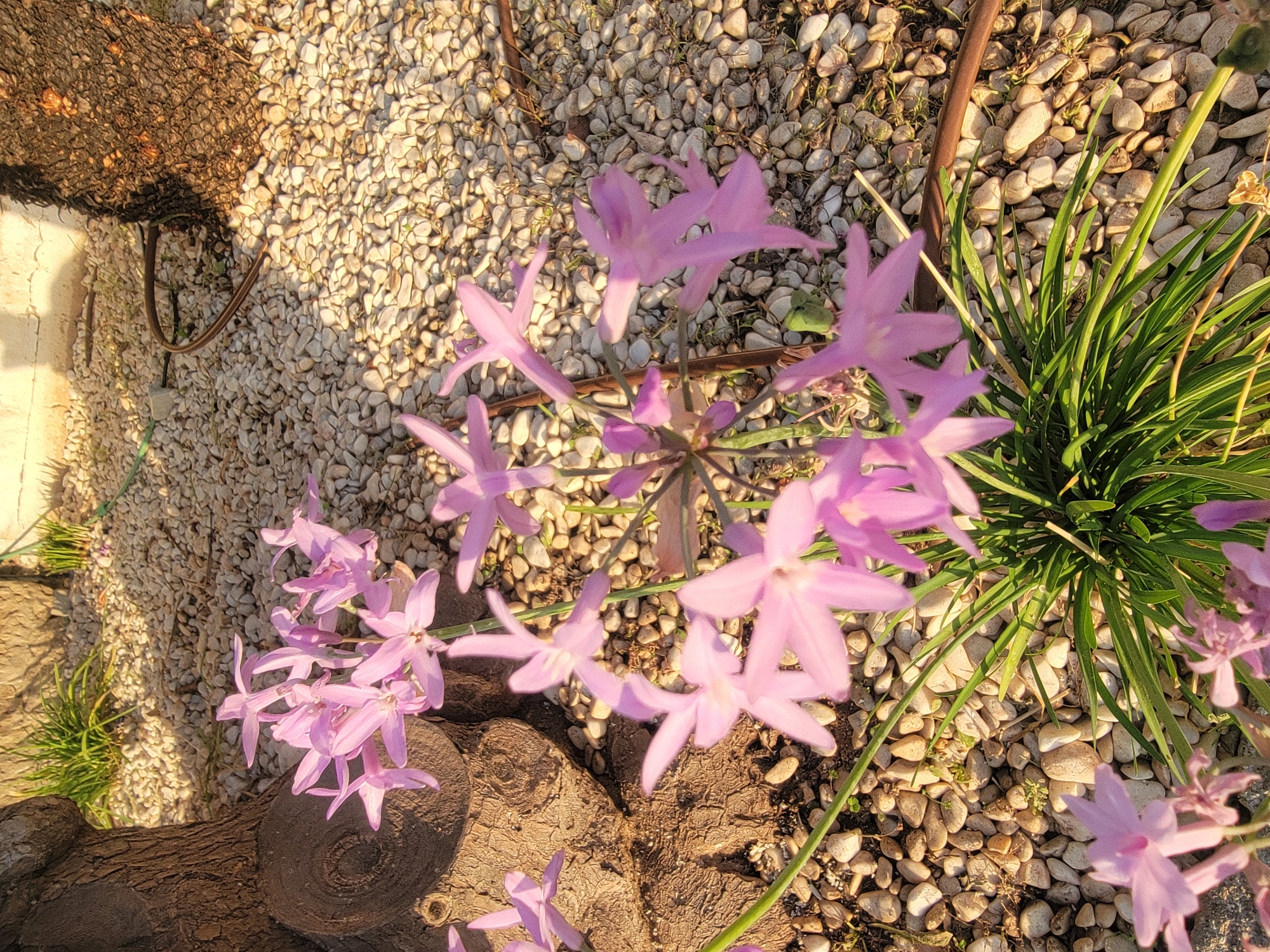A close-up, high-angle shot captures a cluster of delicate, pale pink flowers with six pointed petals, likely *Ixia africana*, growing in a garden bed in Quarteira, Portugal. The flowers are surrounded by thin, green blades of grass and a backdrop of light-colored, smooth pebbles. To the left, the textured, dark brown bark of a tree trunk is visible, with a circular pattern etched into it. To the right, a portion of another tree trunk with rough, dark bark is present. A coiled, dark brown hose rests on the pebble ground between the tree trunks. The scene is illuminated by warm, late afternoon sunlight, casting soft shadows and highlighting the textures of the natural elements. The background shows more pebble-covered ground and a sunlit, light-colored wall.