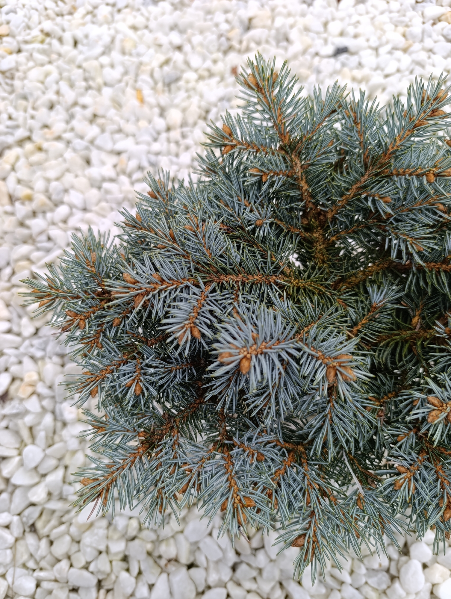 The image features a close-up view of a small blue spruce tree surrounded by white gravel. The needles of the spruce are bluish-green and the branches are adorned with small, brown cones. The white gravel provides a stark contrast to the colors of the spruce. The location is not apparent from the image, but the prompt indicates that the picture was taken in Chaikovsky, Russia. There are no people, actions, or interactions visible in the image.